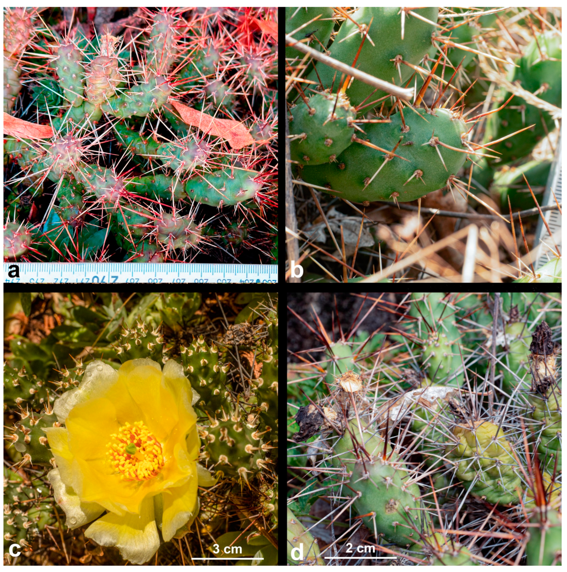 Diversity 17 00197 g012