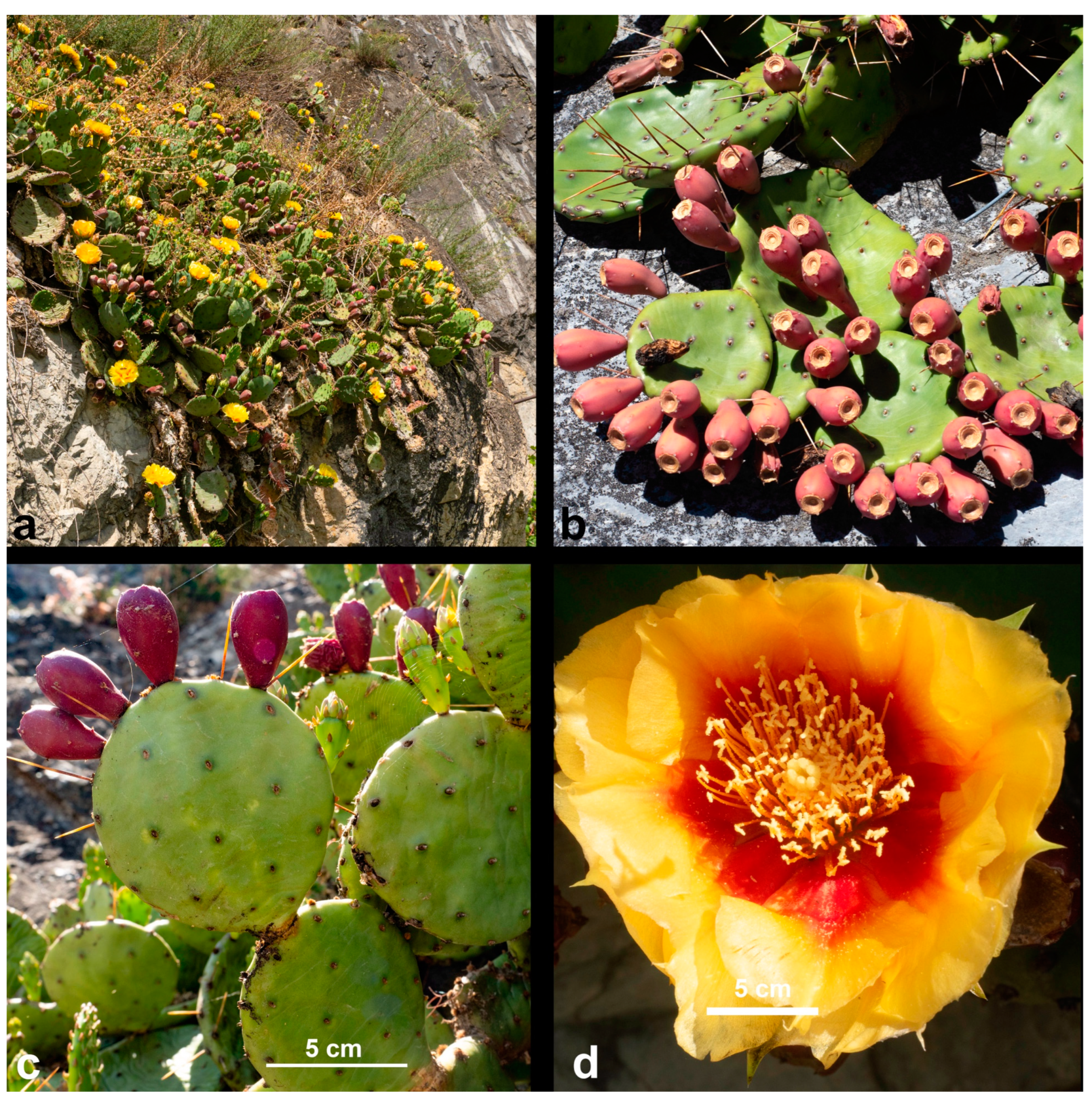 Diversity 17 00197 g013