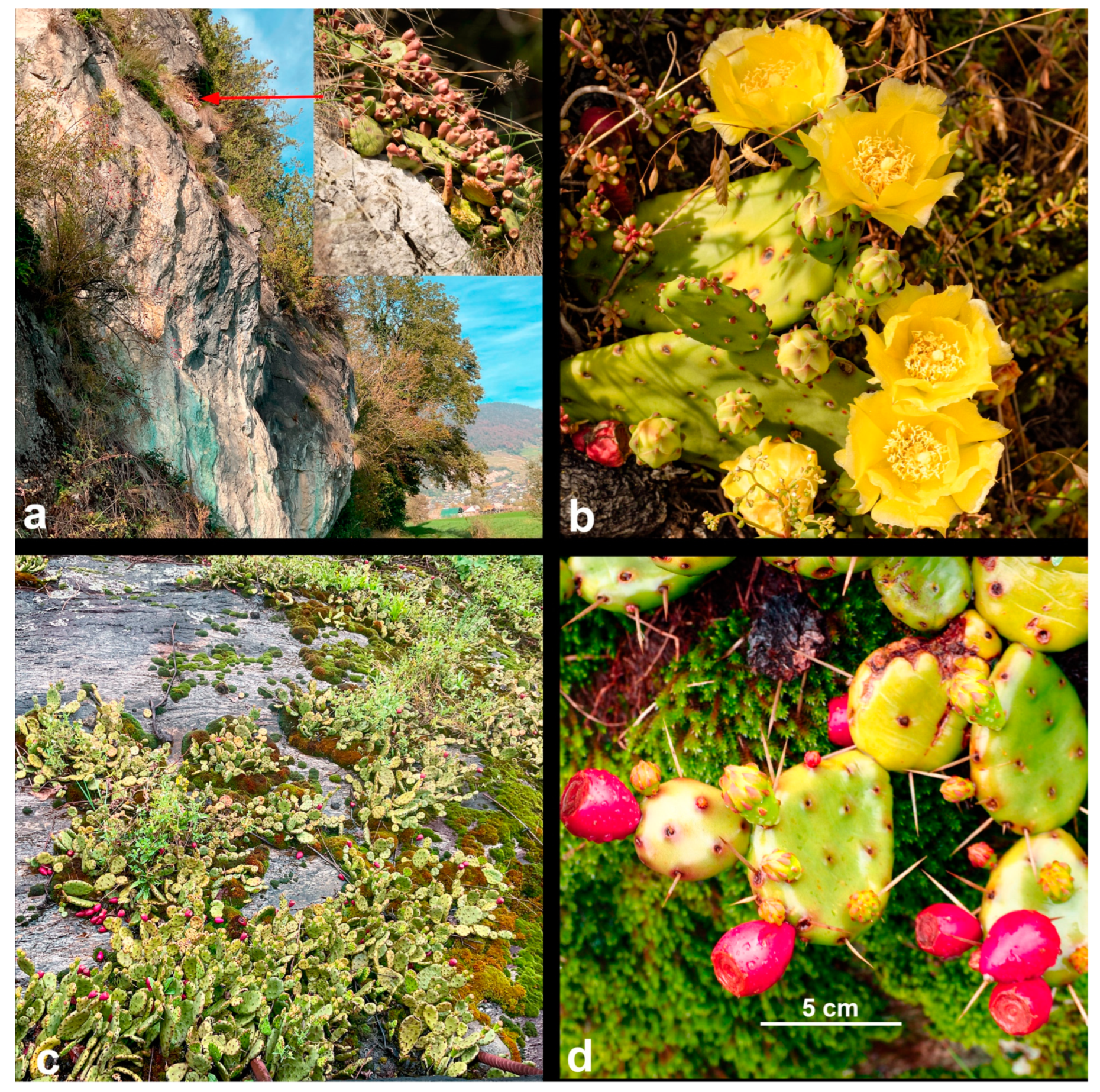 Diversity 17 00197 g014