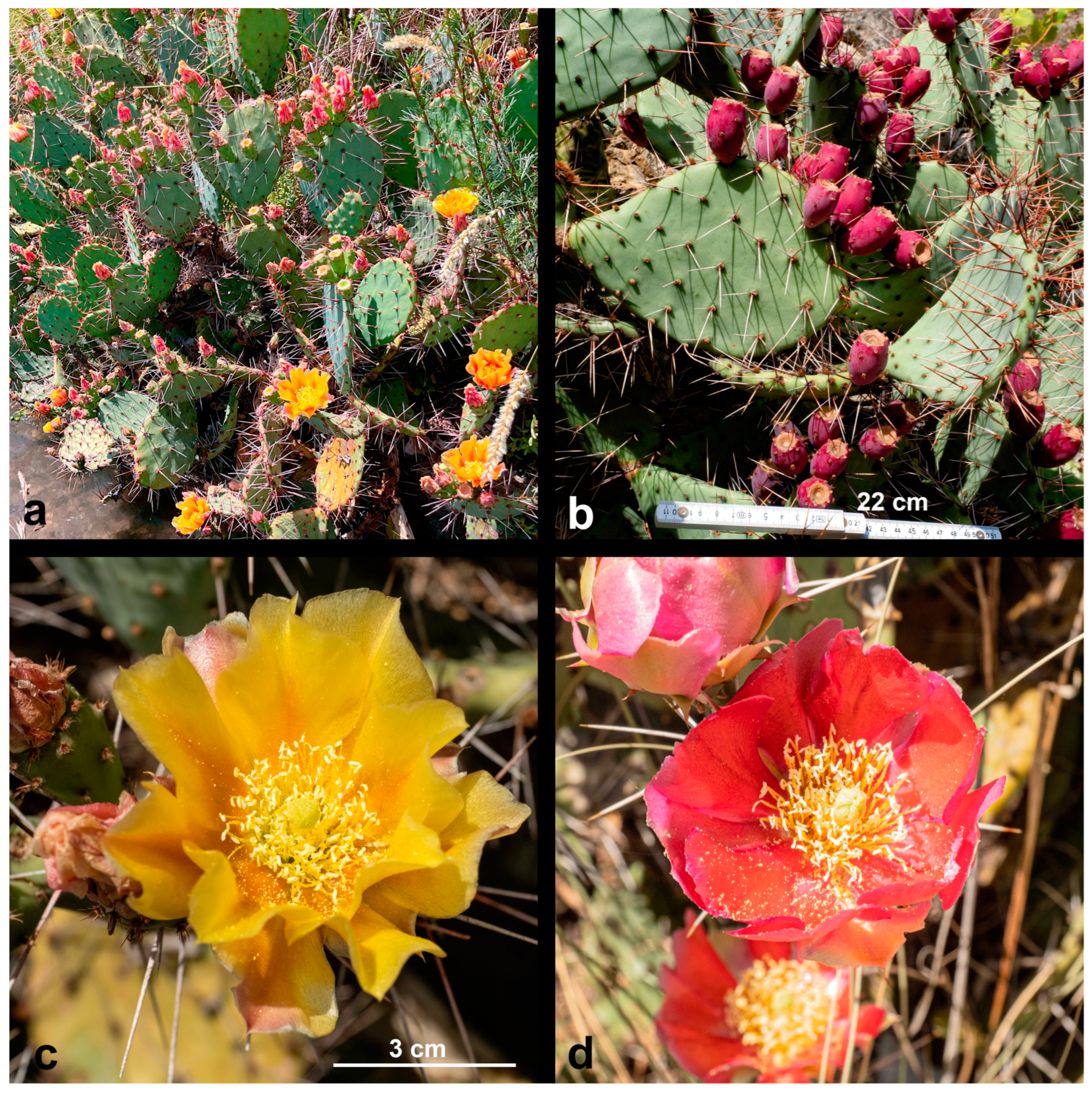 Diversity 17 00197 g015