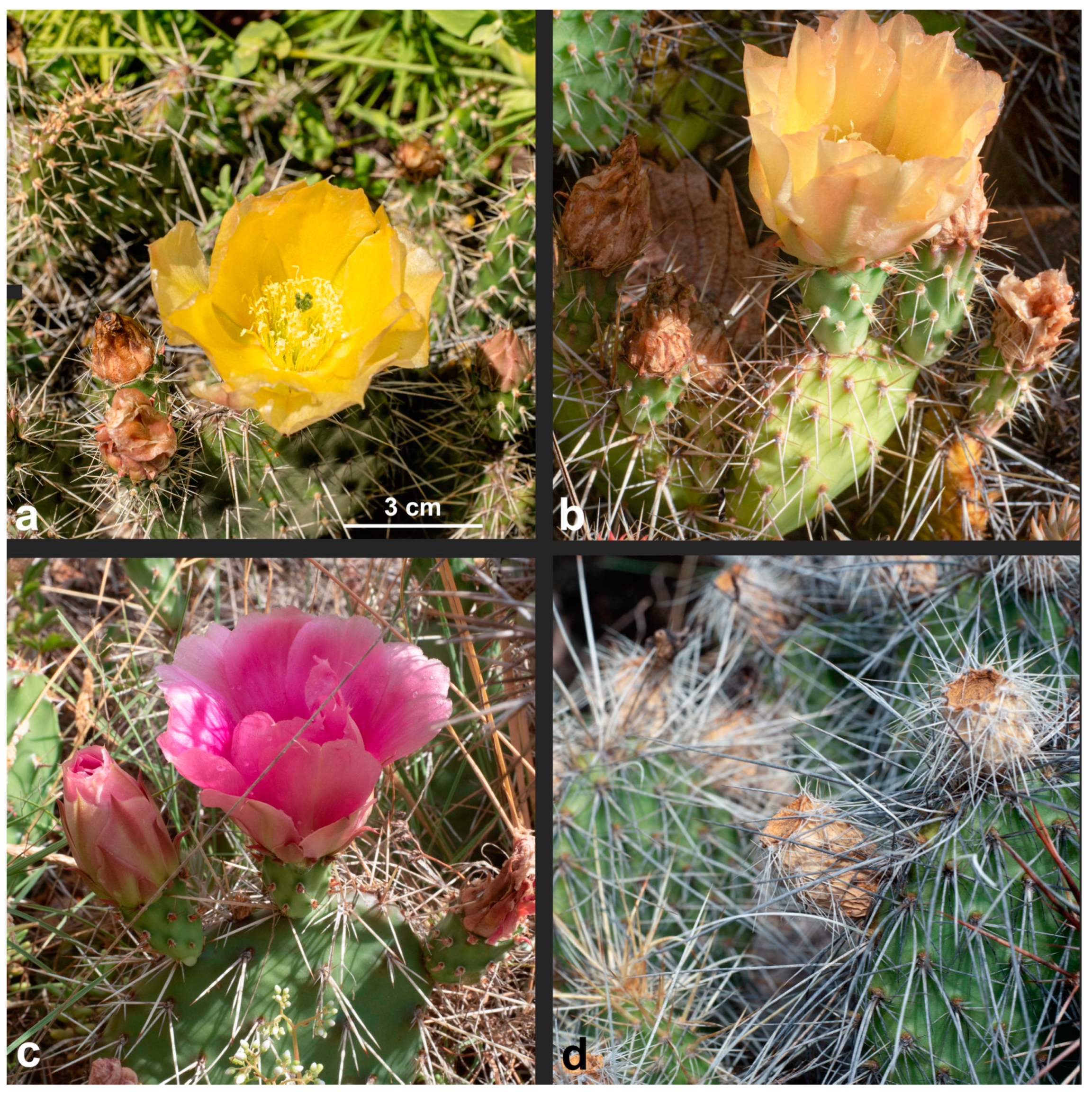 Diversity 17 00197 g016