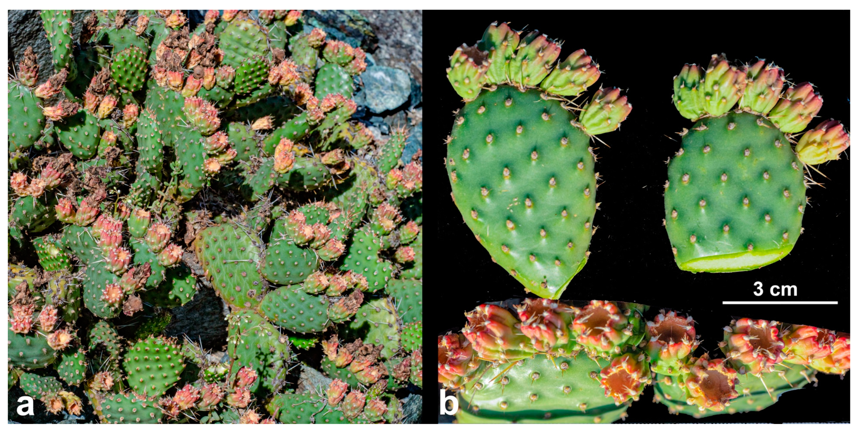 Diversity 17 00197 g017