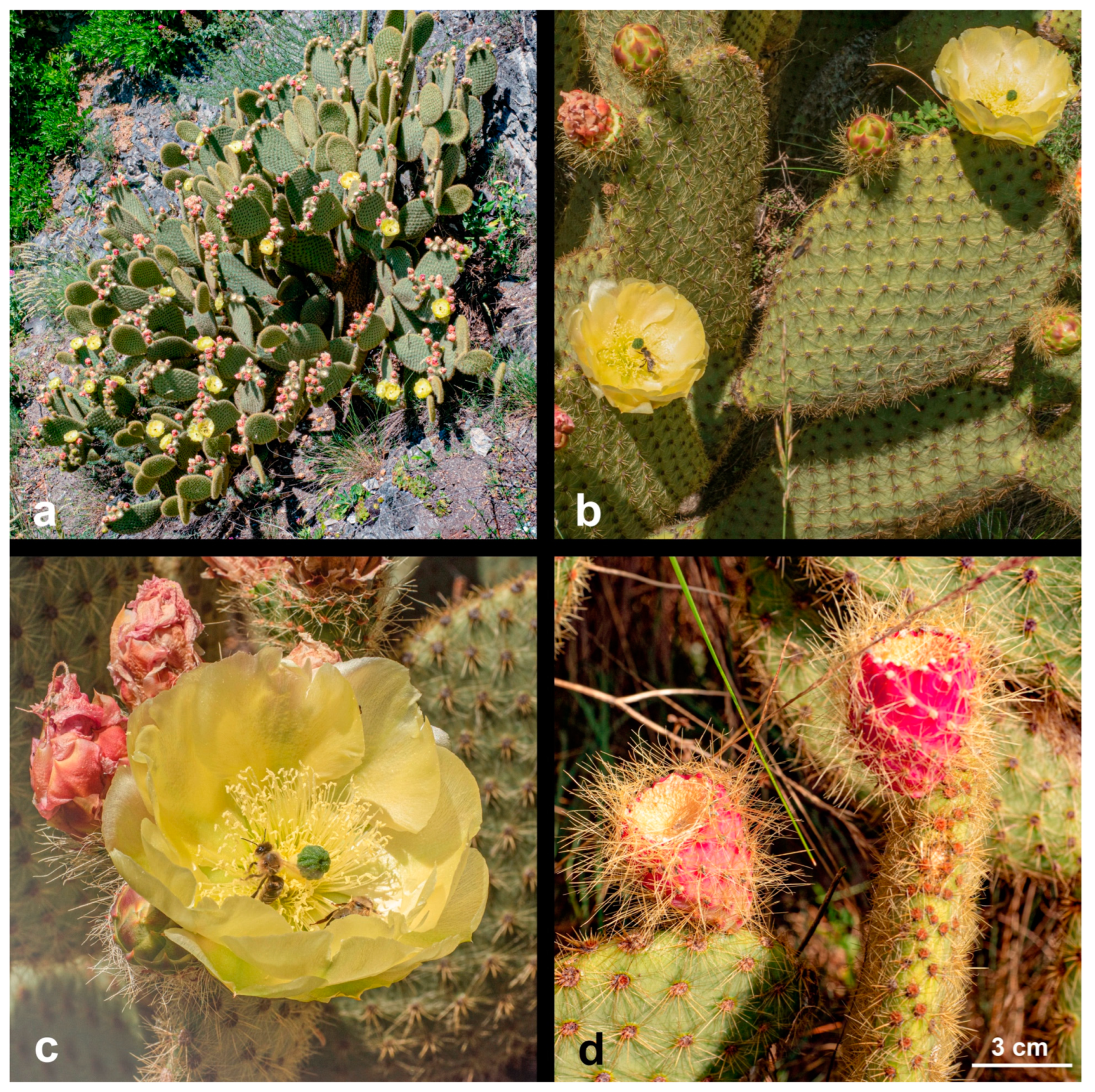 Diversity 17 00197 g018