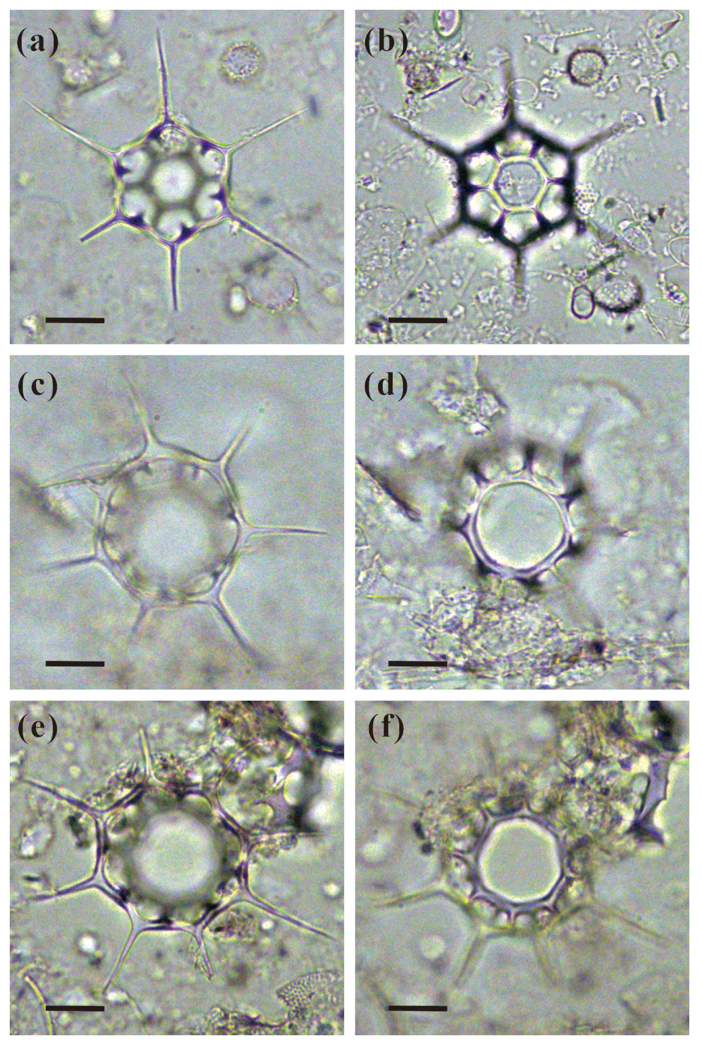 Diversity 17 00201 g001