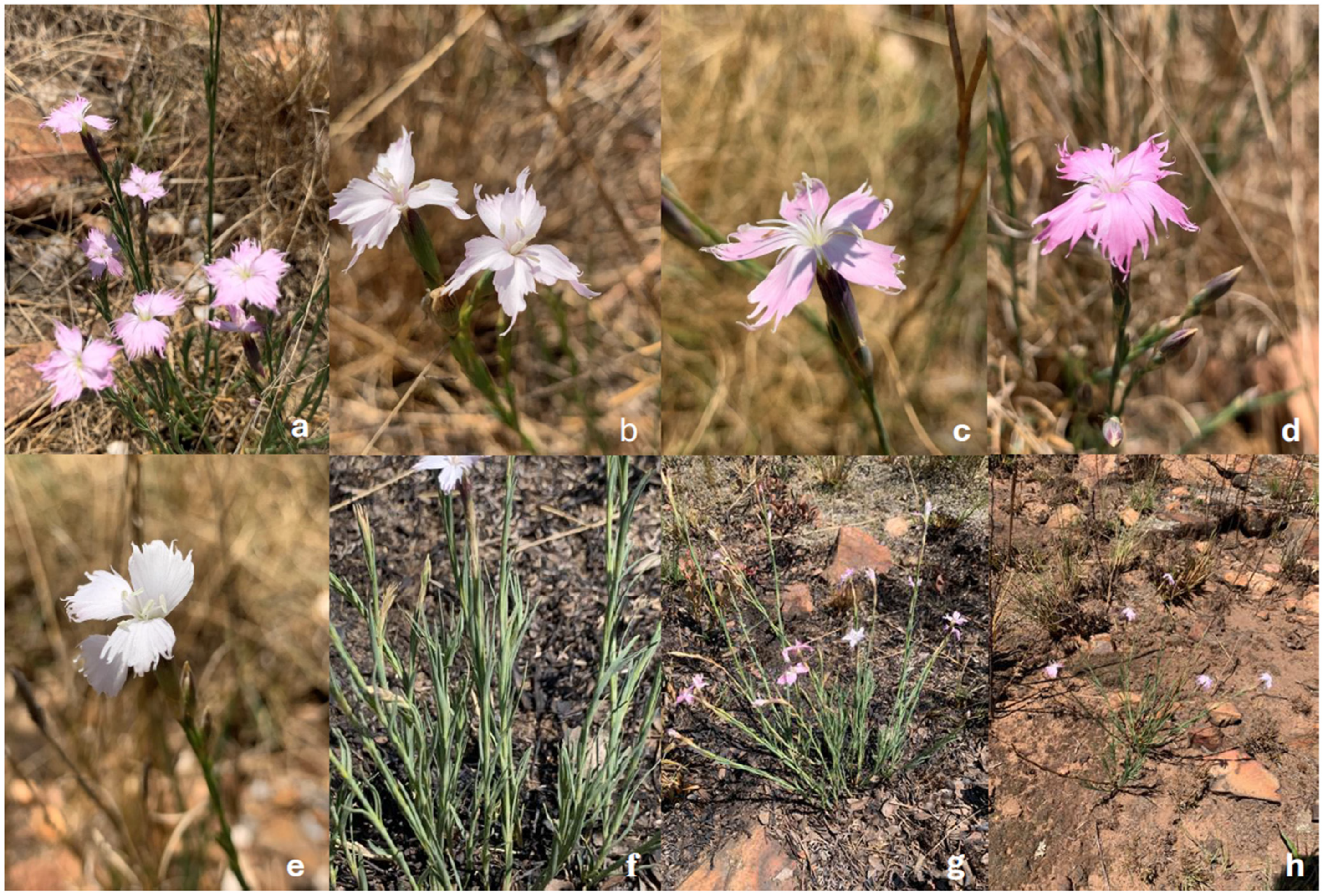 Diversity 17 00202 g002