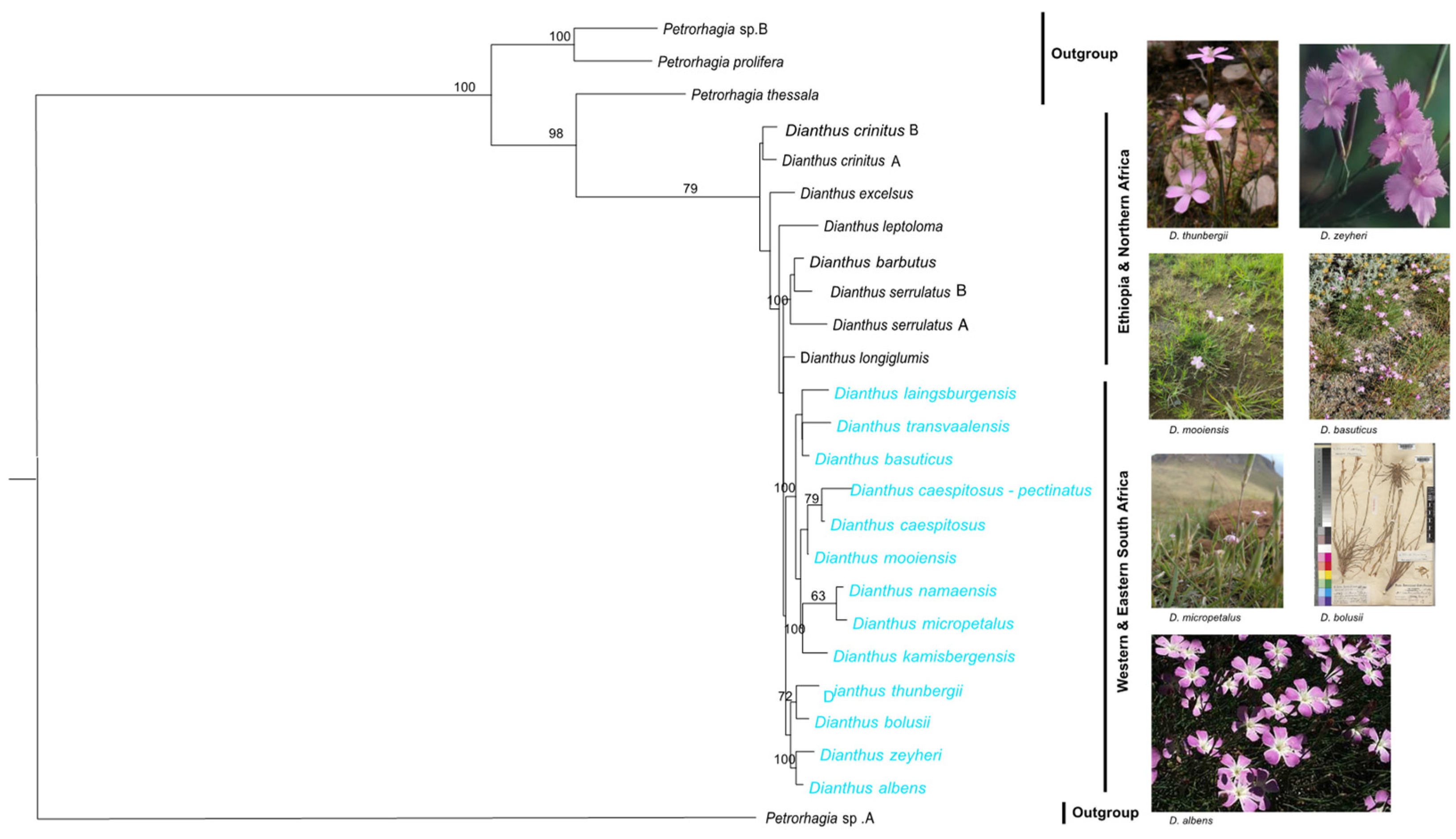 Diversity 17 00202 g004