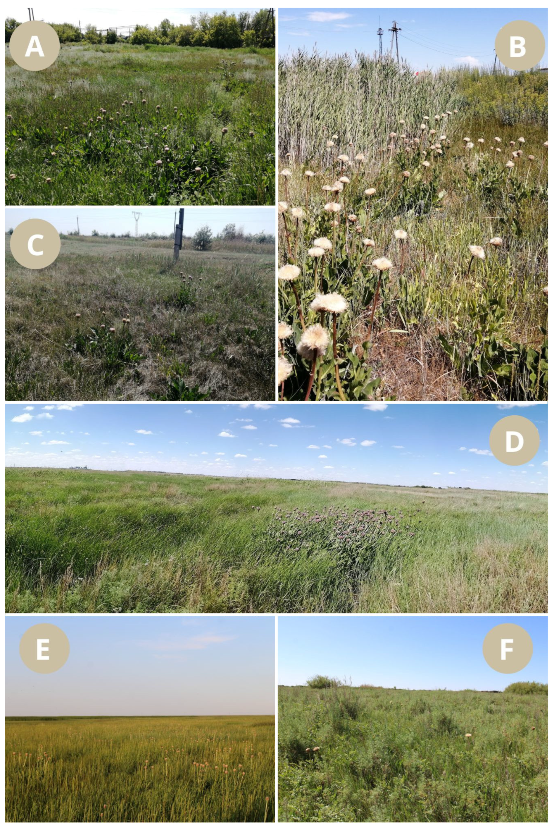 Diversity 17 00206 g003