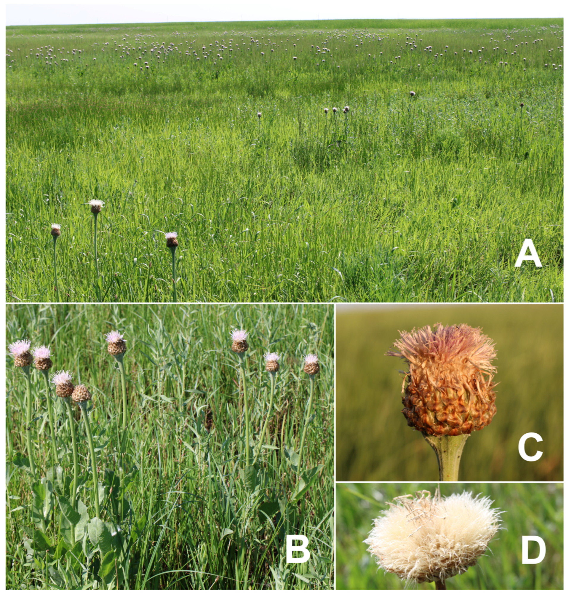 Diversity 17 00206 g004