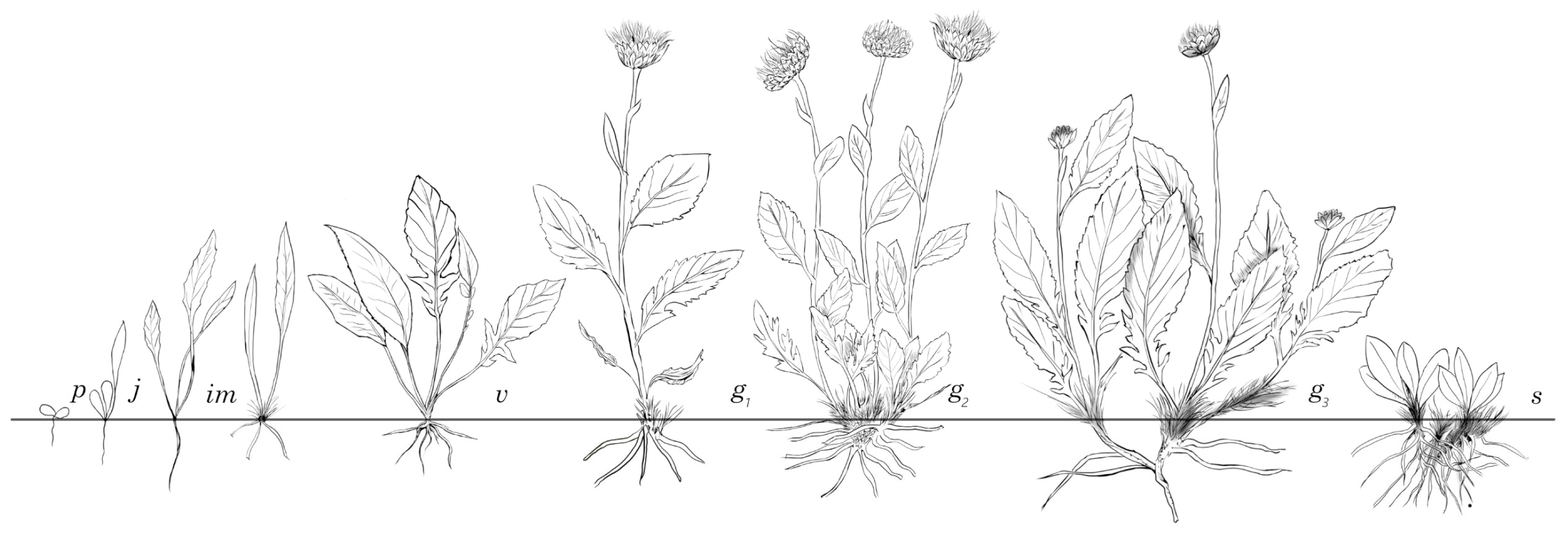 Diversity 17 00206 g006