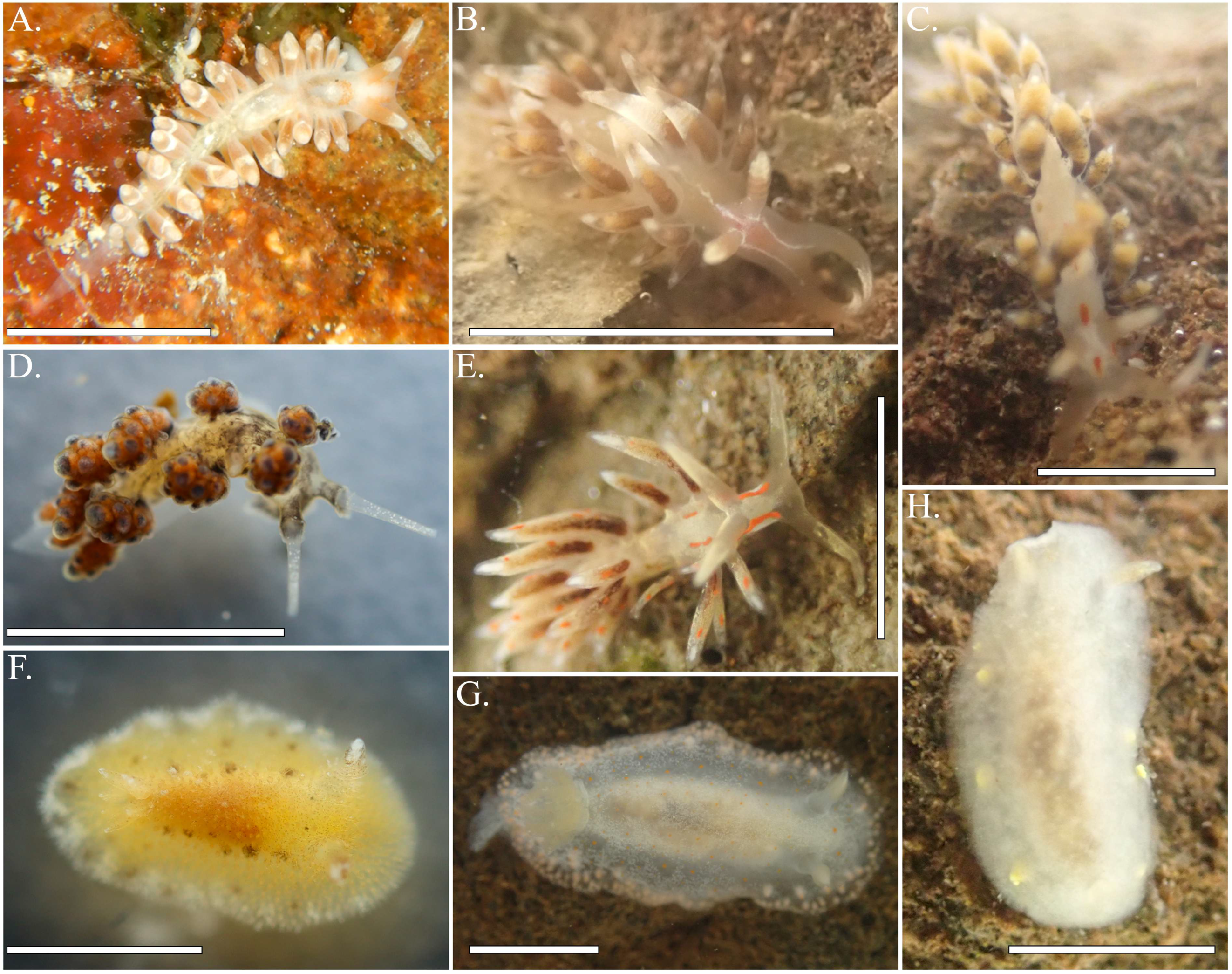 Diversity 17 00207 g004