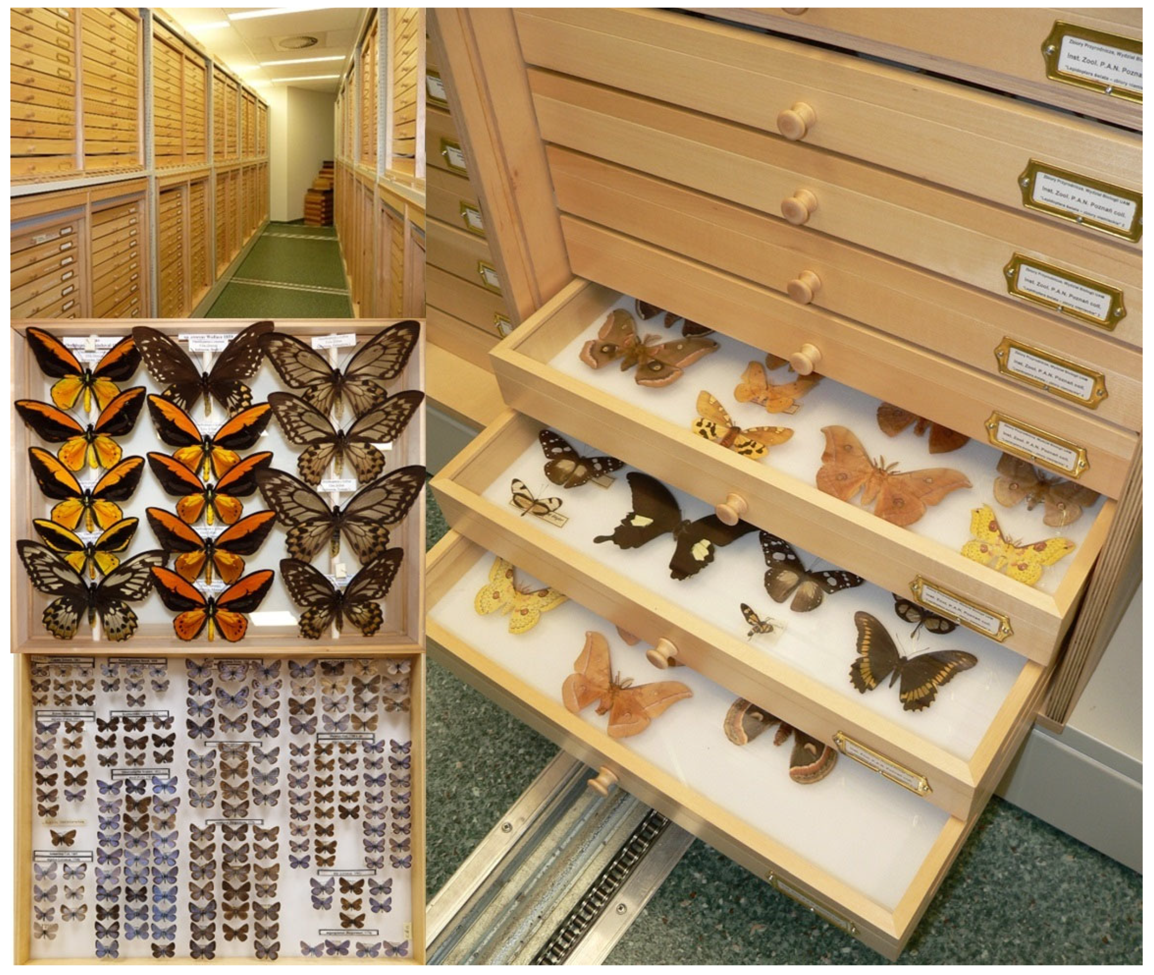 Diversity 17 00211 g002