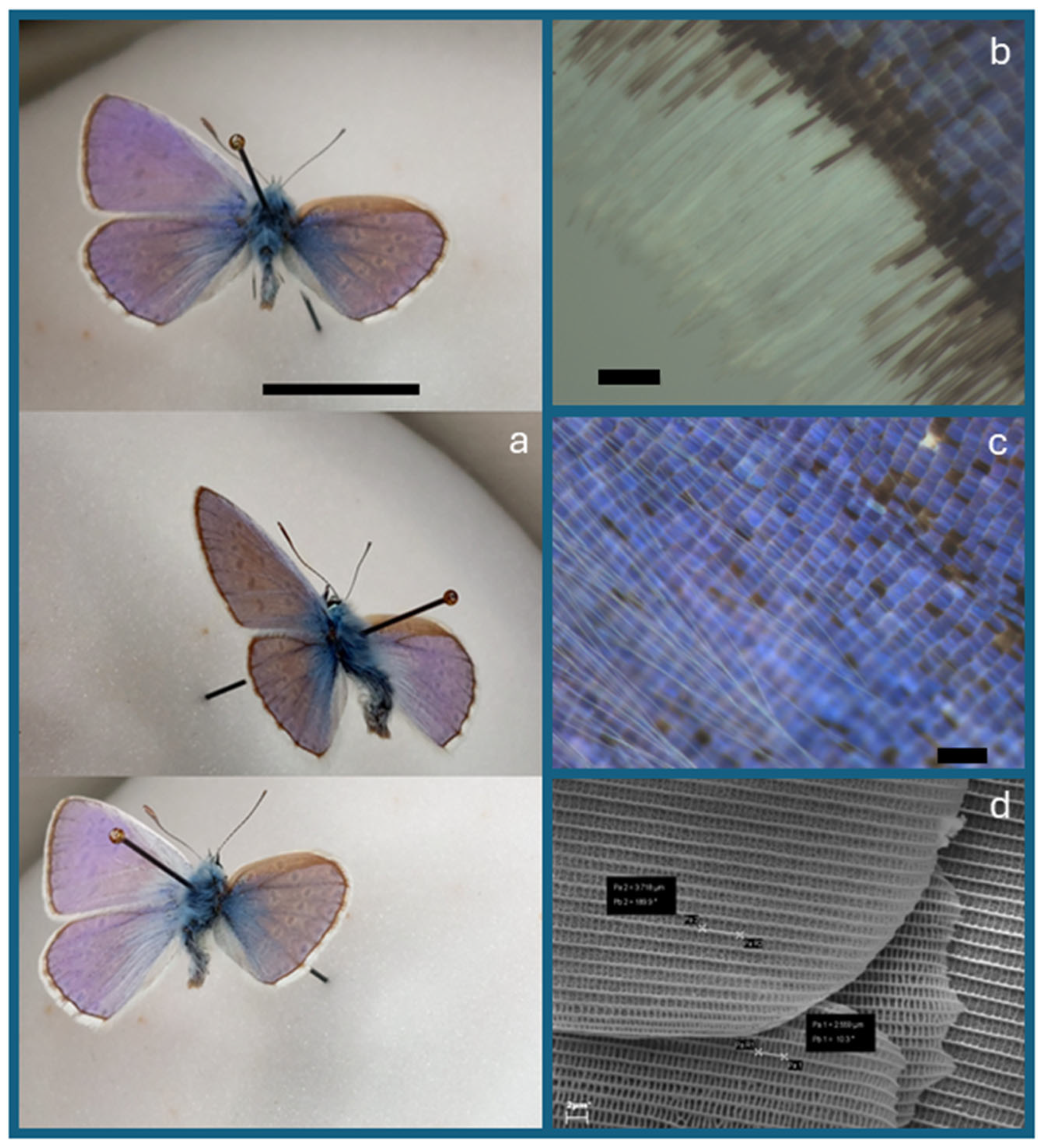 Diversity 17 00211 g006