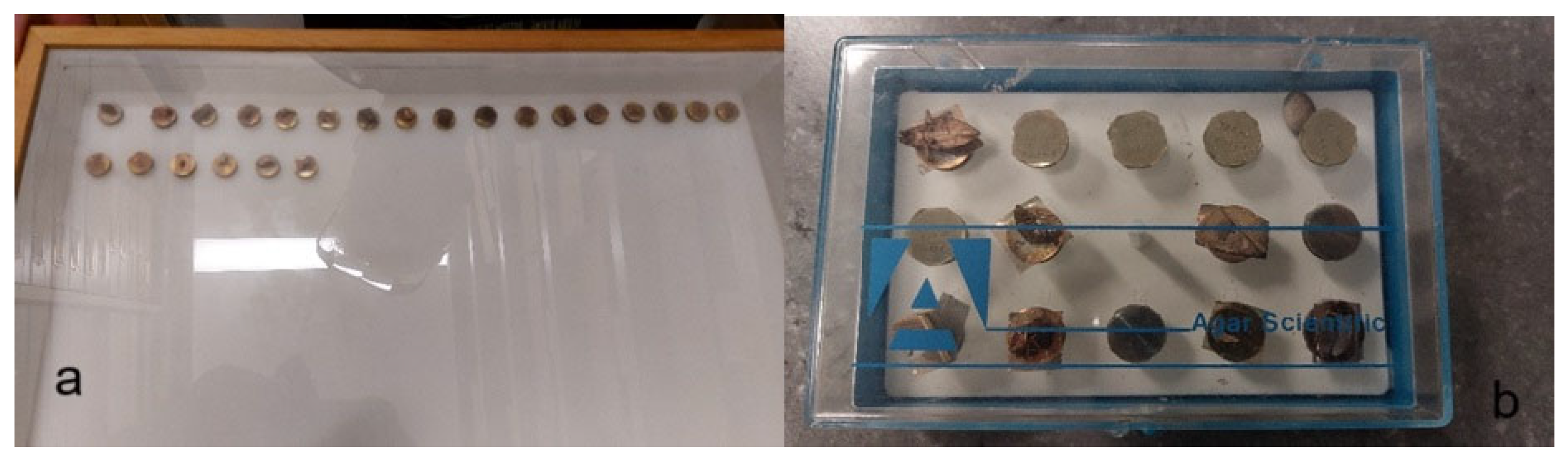 Diversity 17 00211 g007