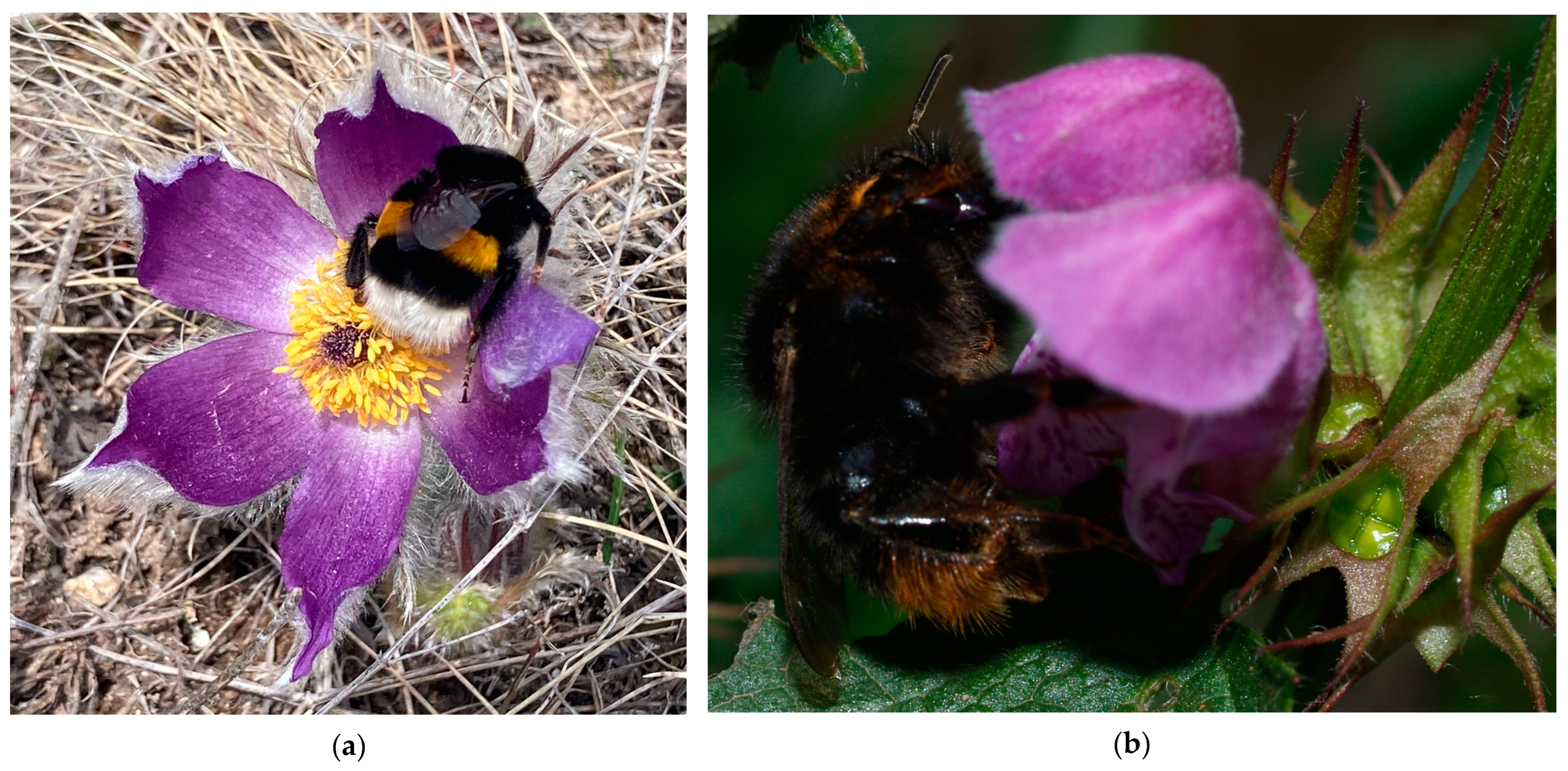 Diversity 17 00214 g004