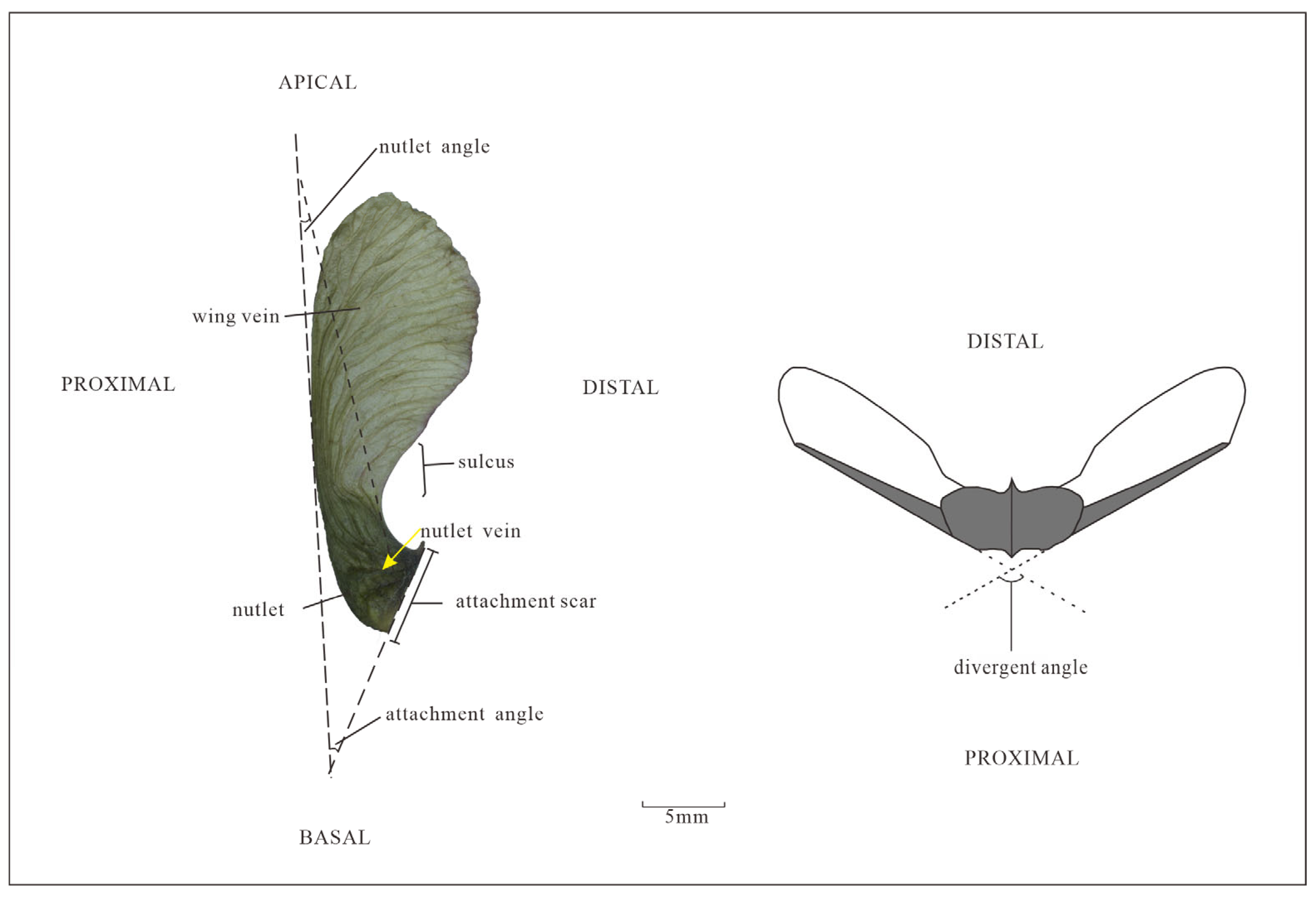 Diversity 17 00218 g003