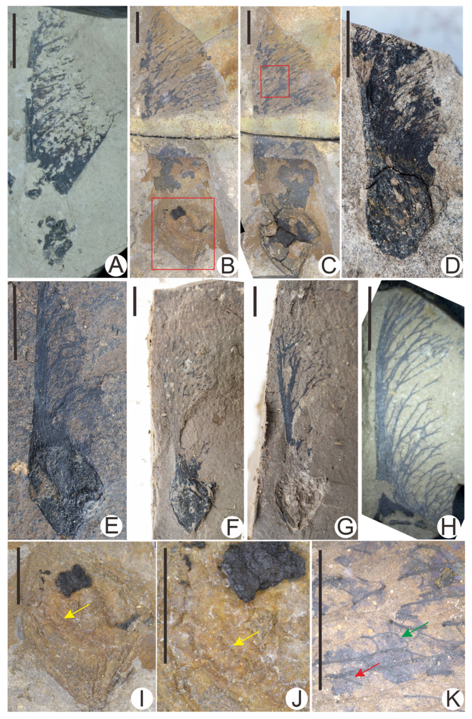 Diversity 17 00218 g004