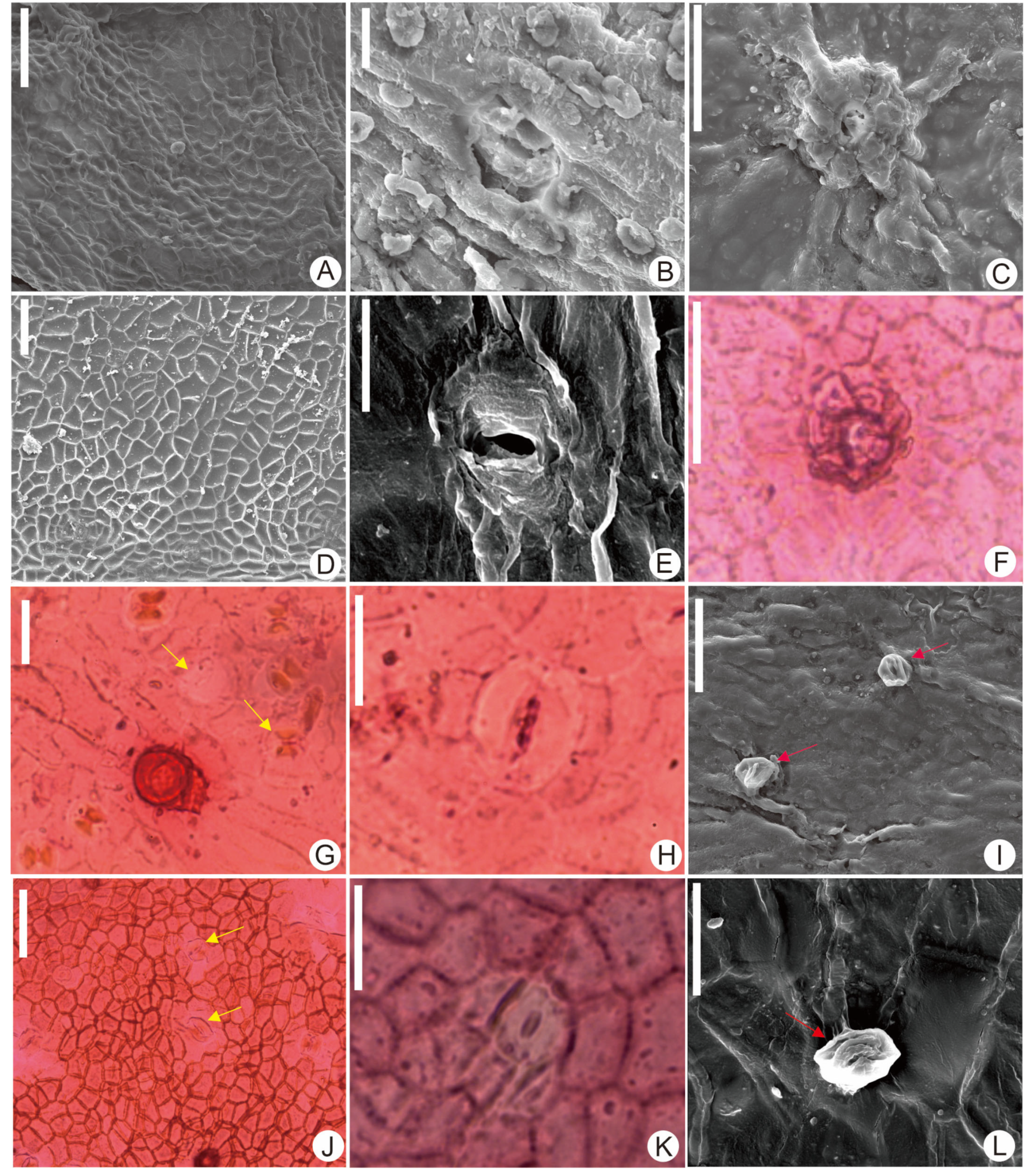 Diversity 17 00218 g005