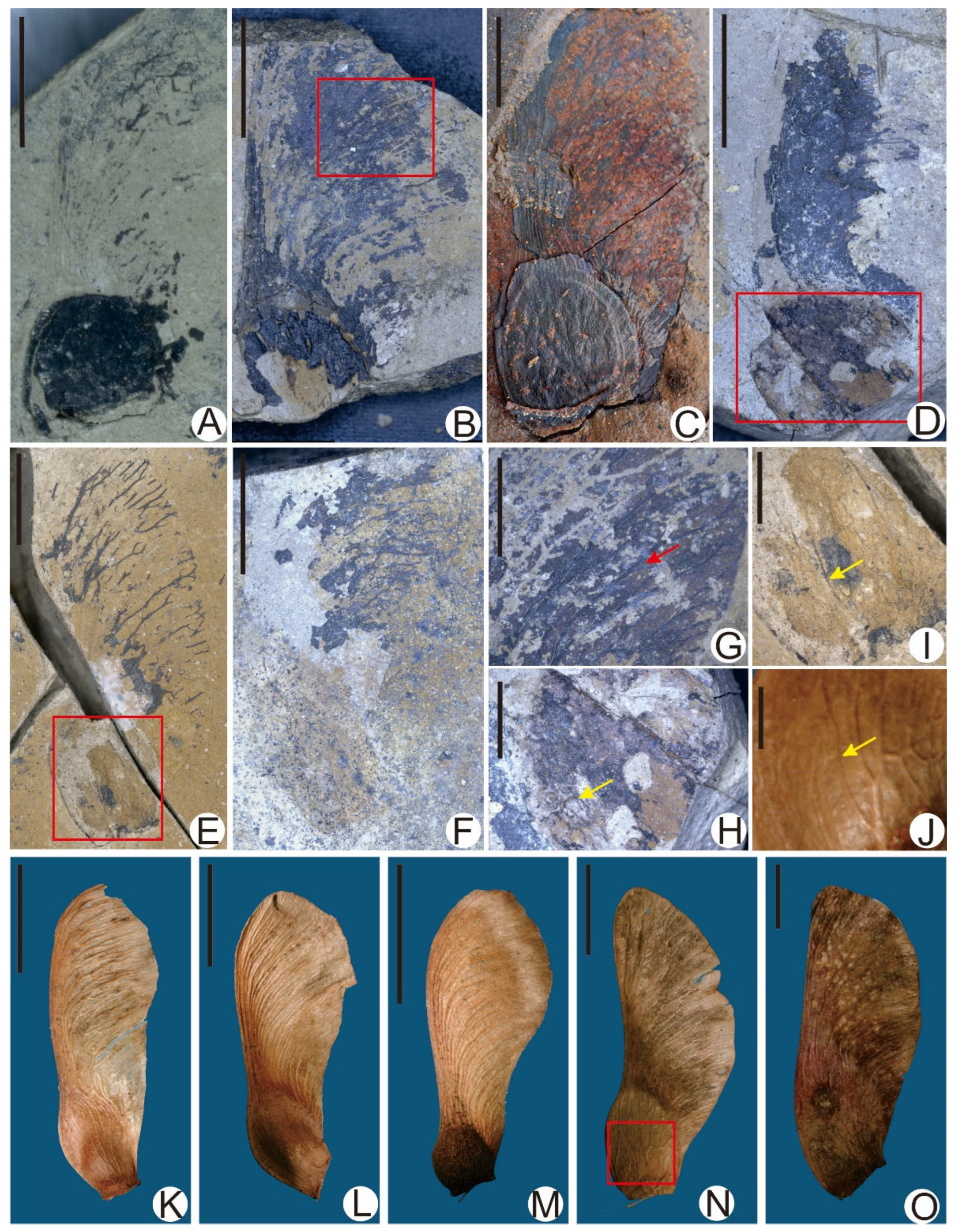 Diversity 17 00218 g007