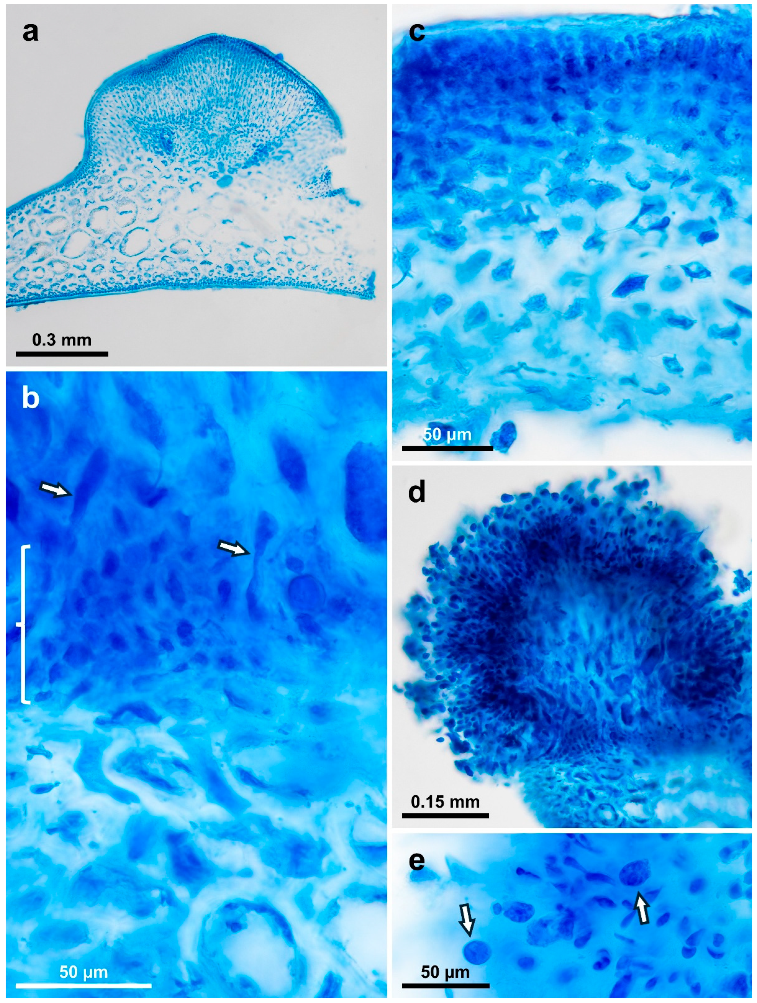 Diversity 17 00222 g012