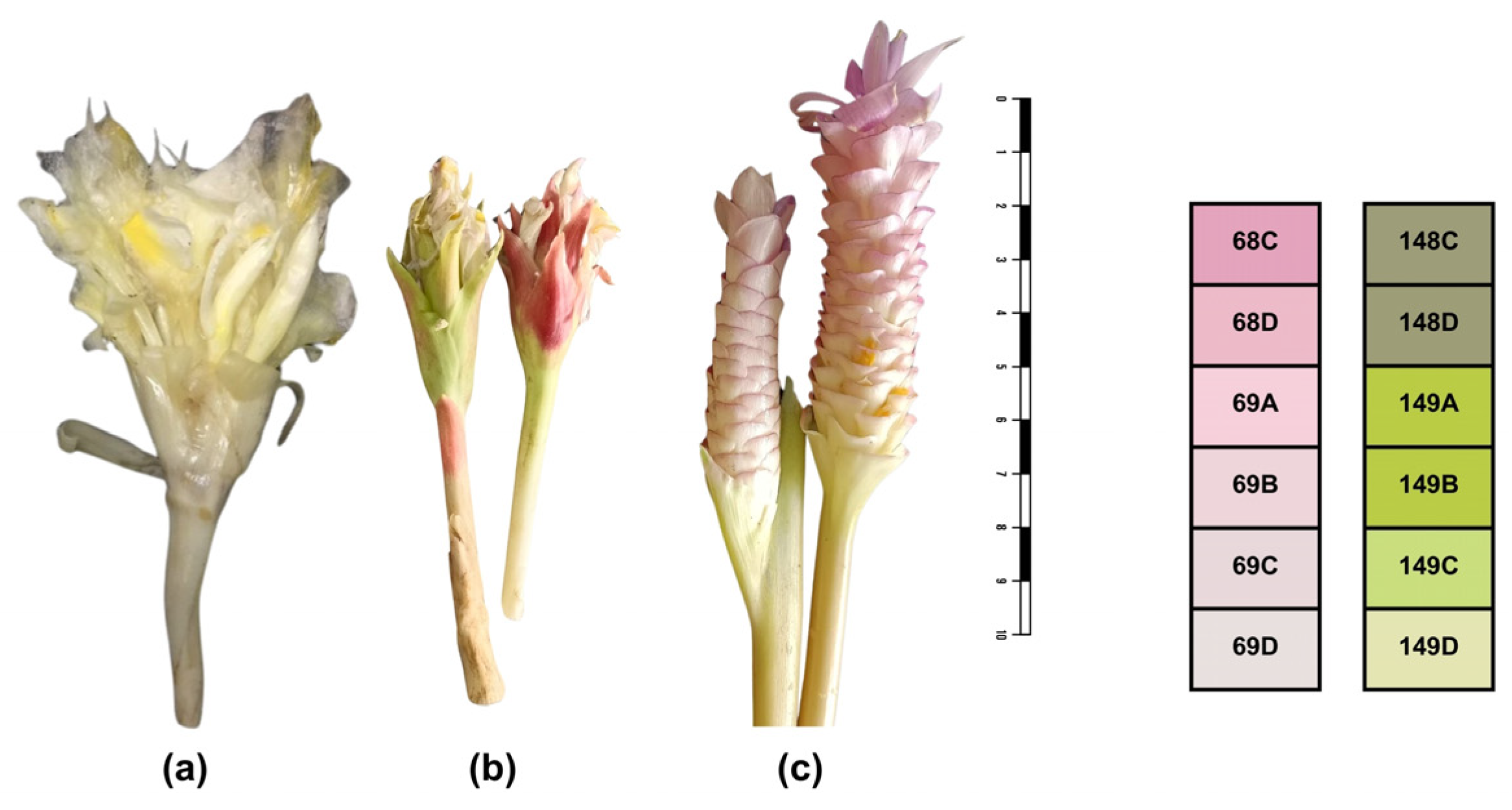 Diversity 17 00224 g001