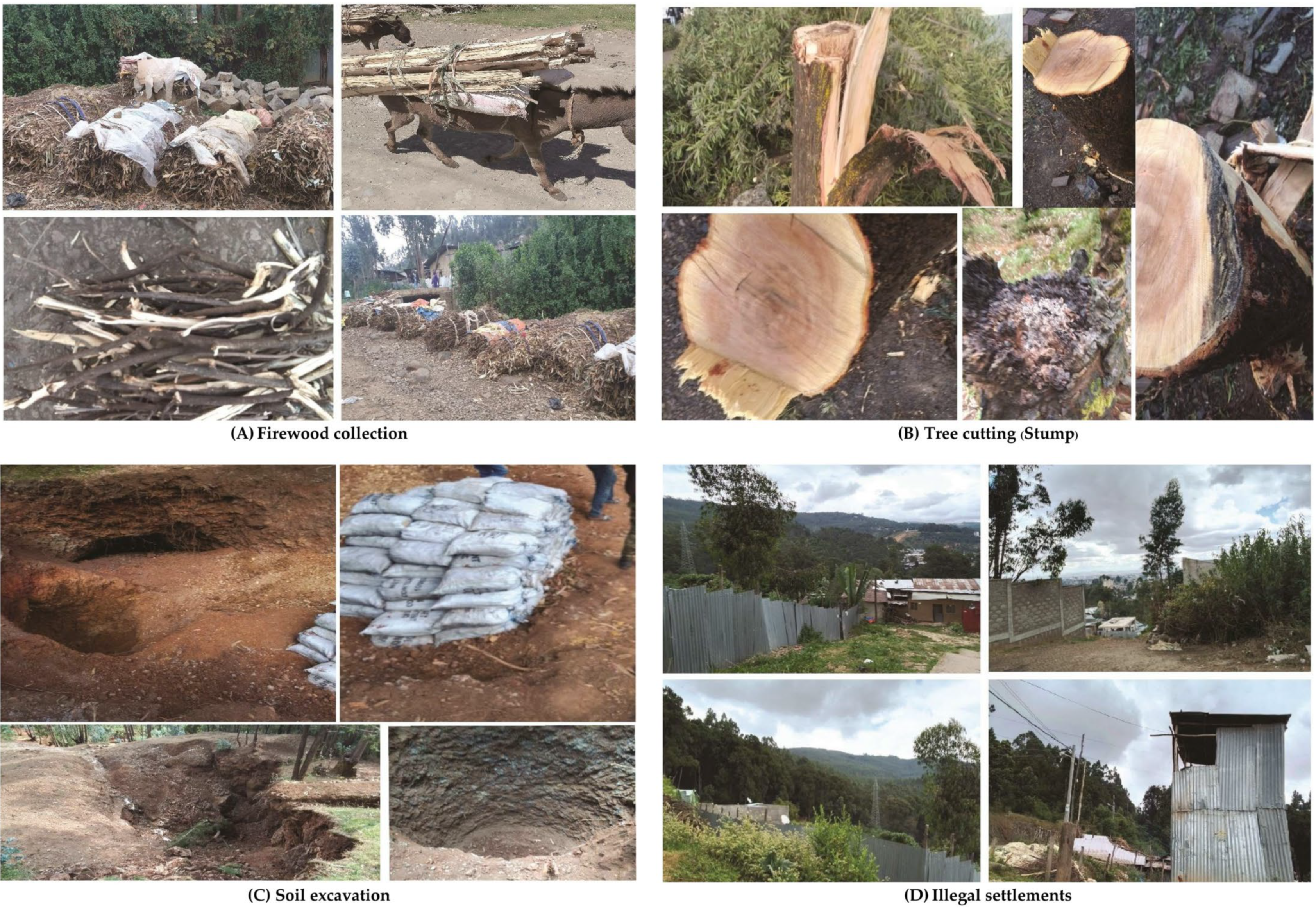 Diversity 17 00225 g005a