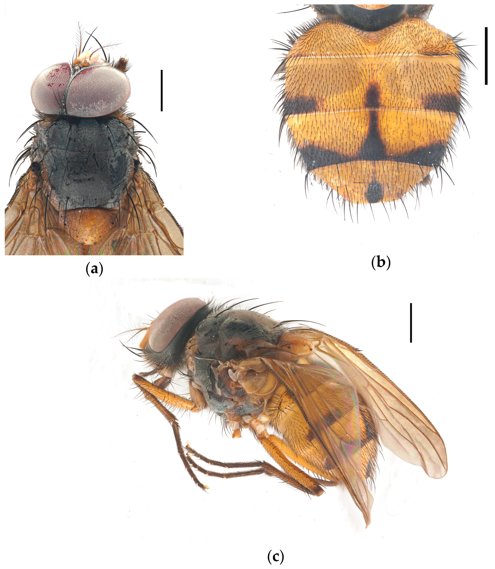 Diversity 17 00232 g005a