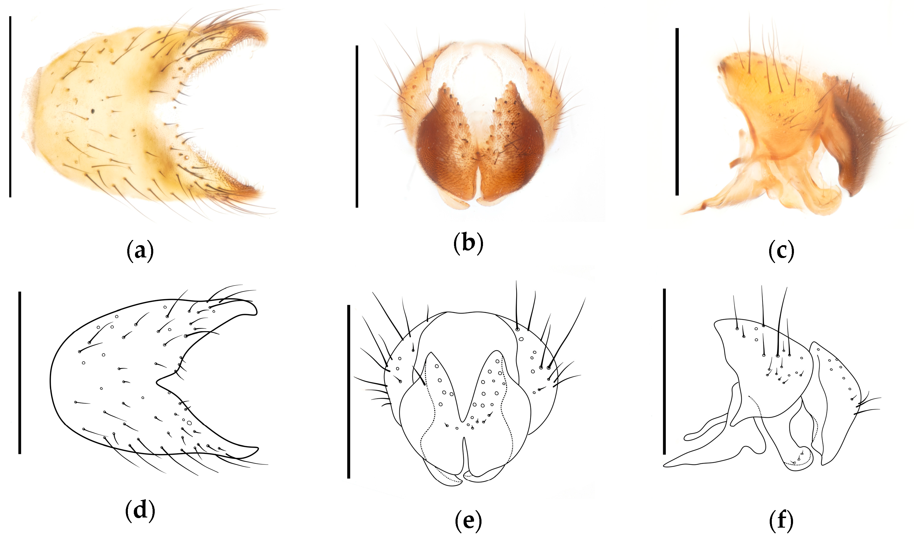 Diversity 17 00232 g006