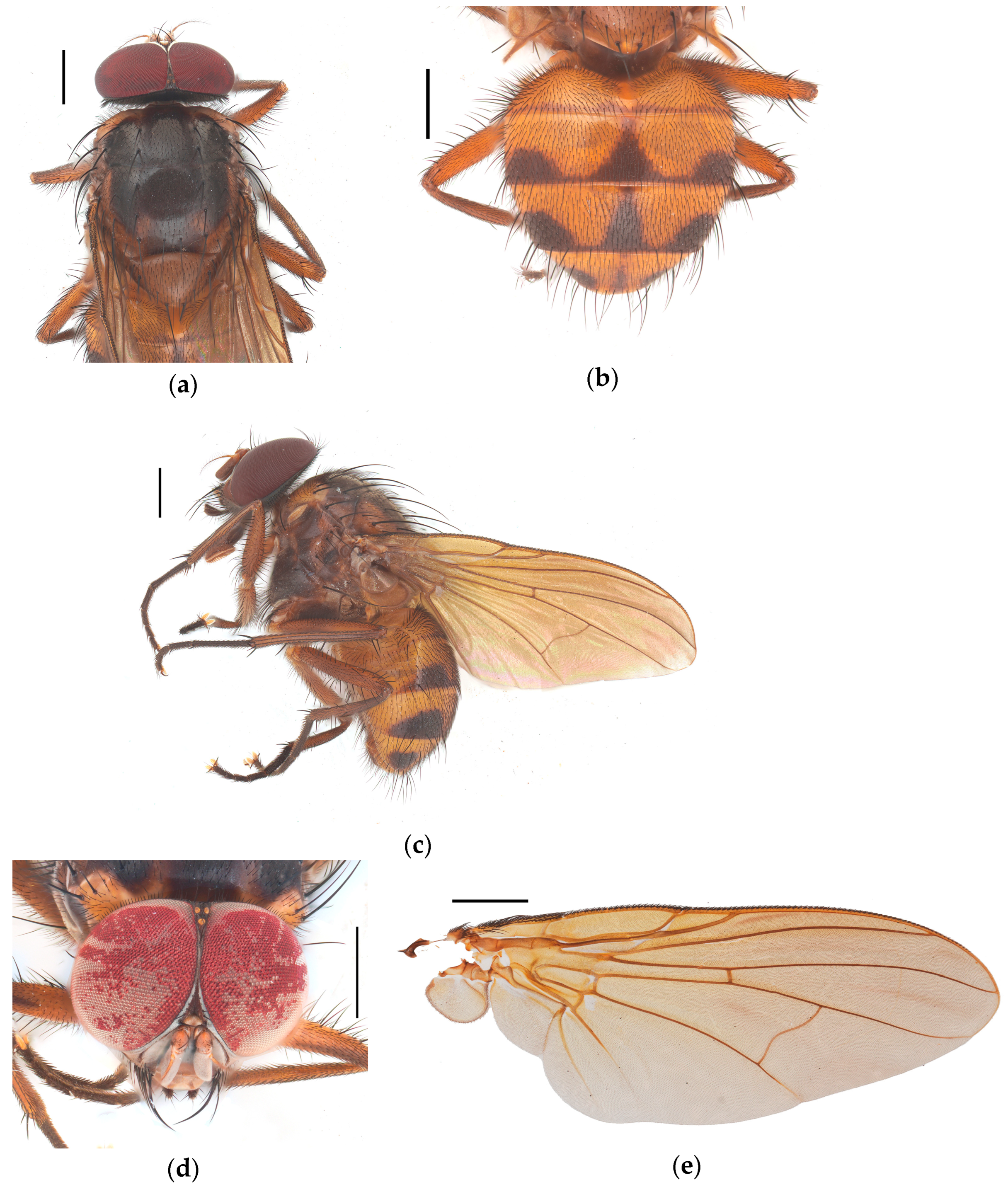 Diversity 17 00232 g007