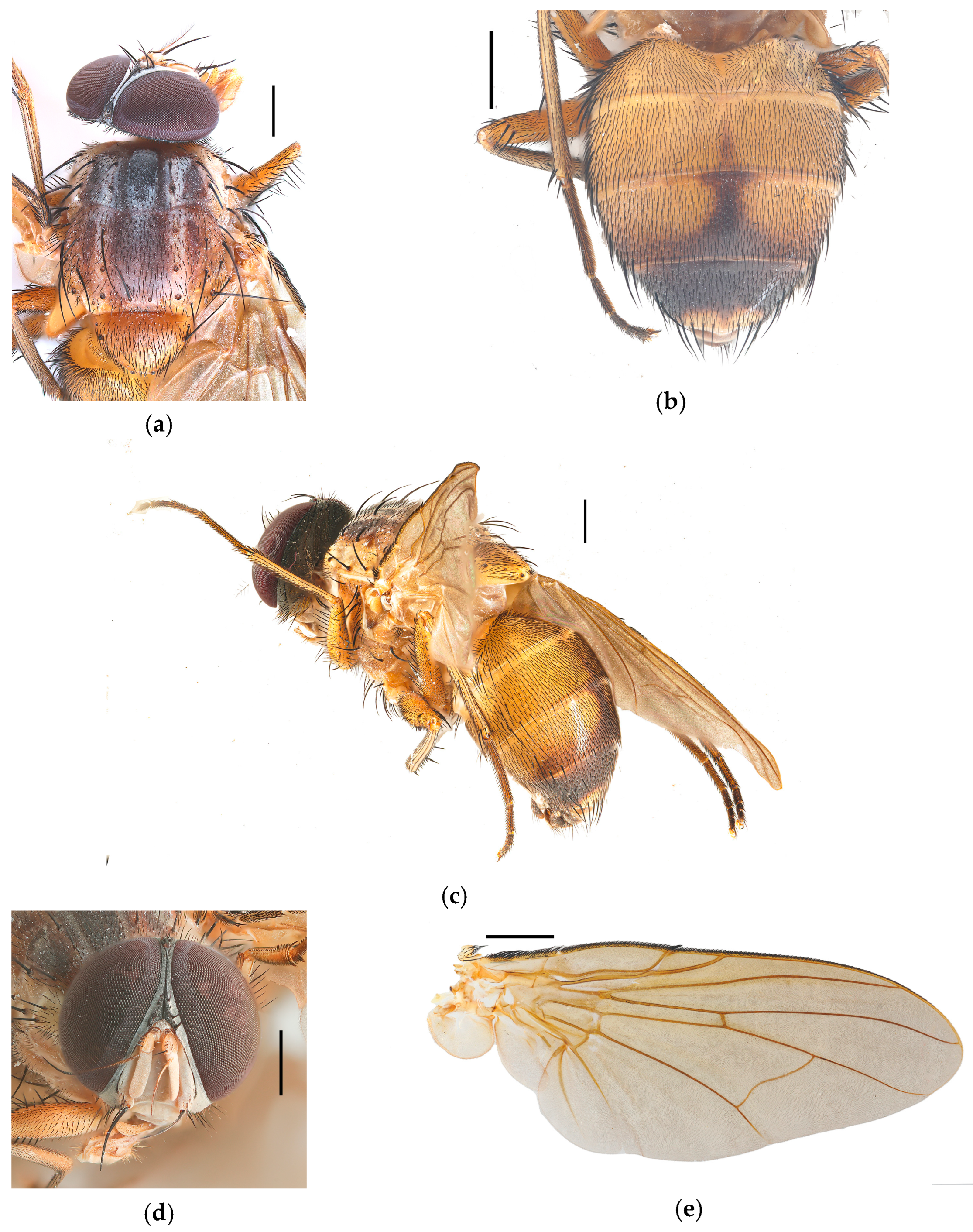 Diversity 17 00232 g009