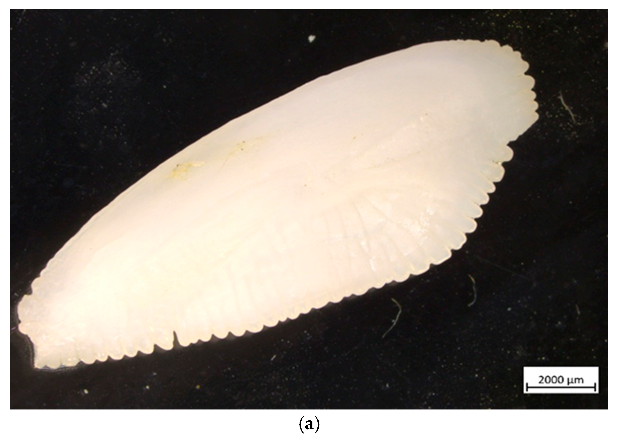 Diversity 17 00238 g004a