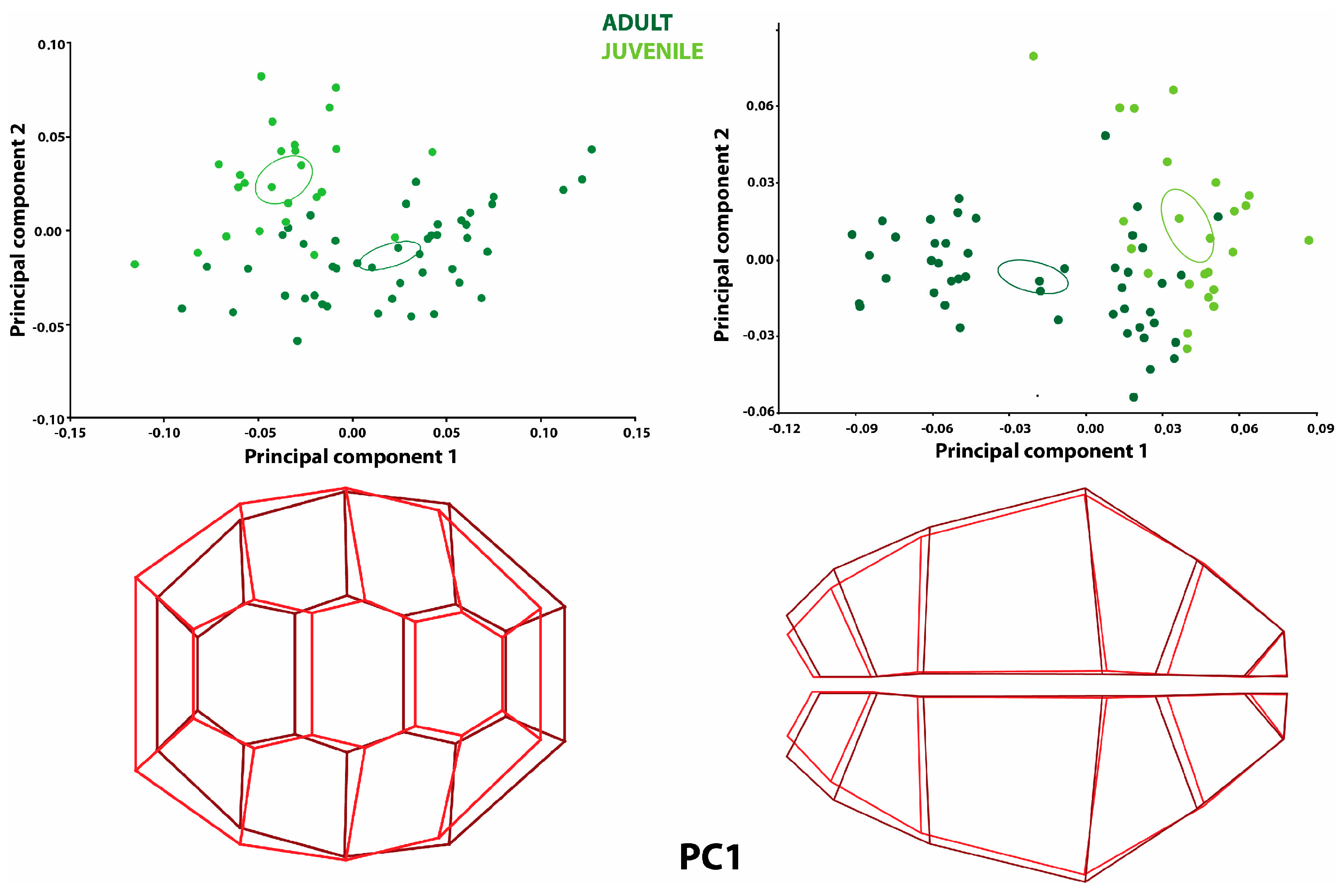 Diversity 17 00241 g001