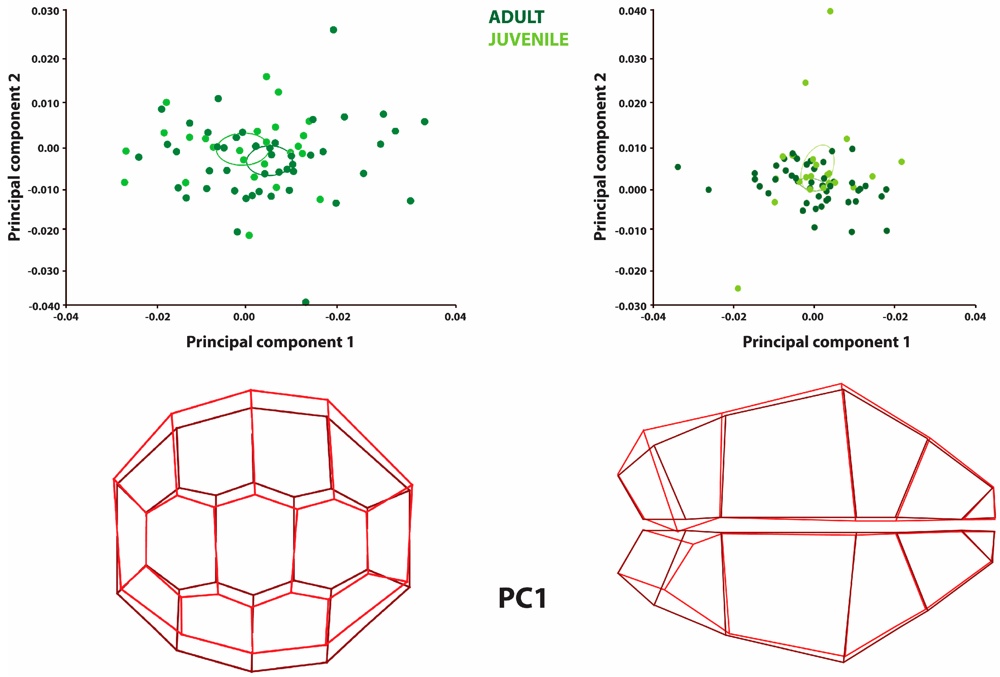 Diversity 17 00241 g002