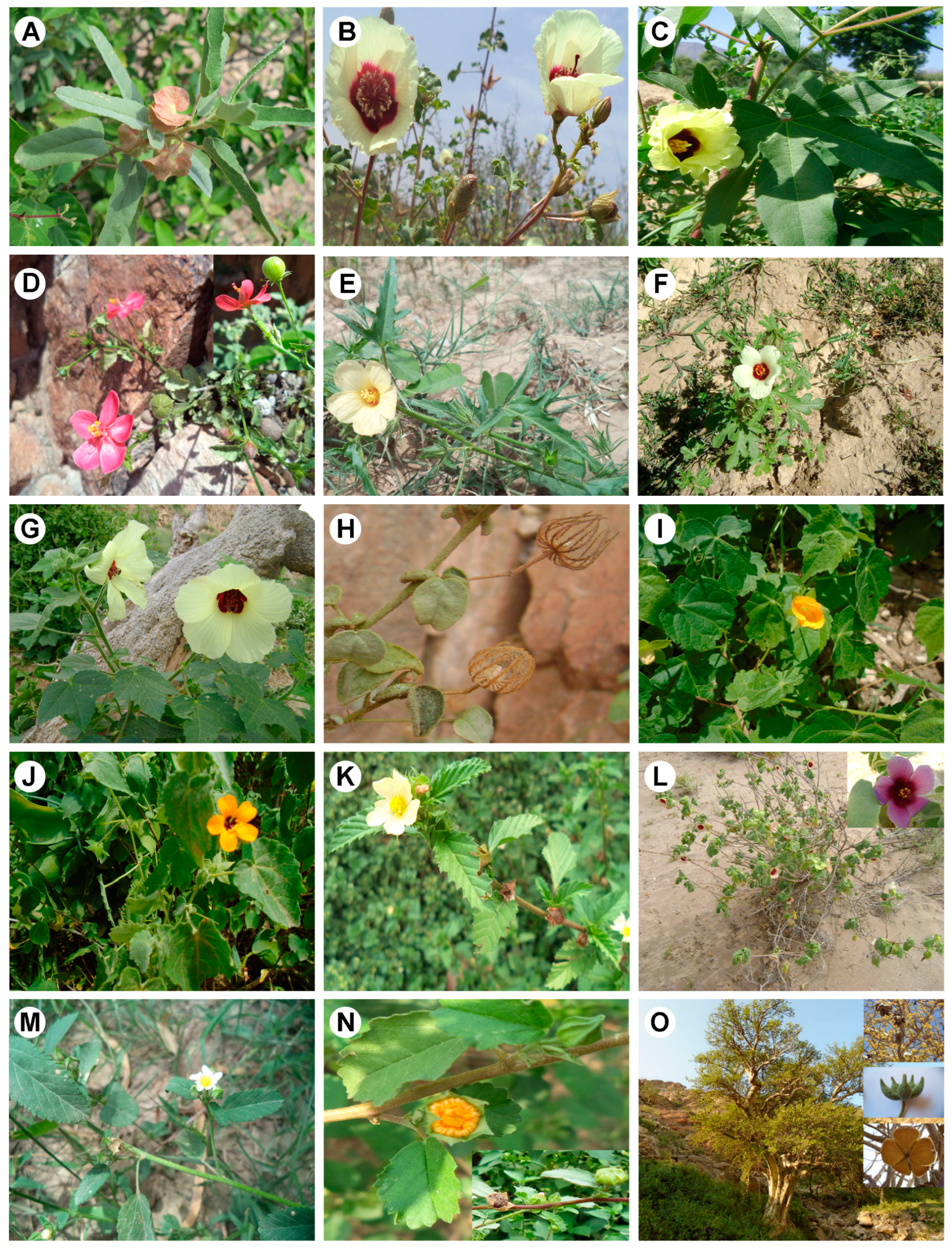 Diversity 17 00242 g003