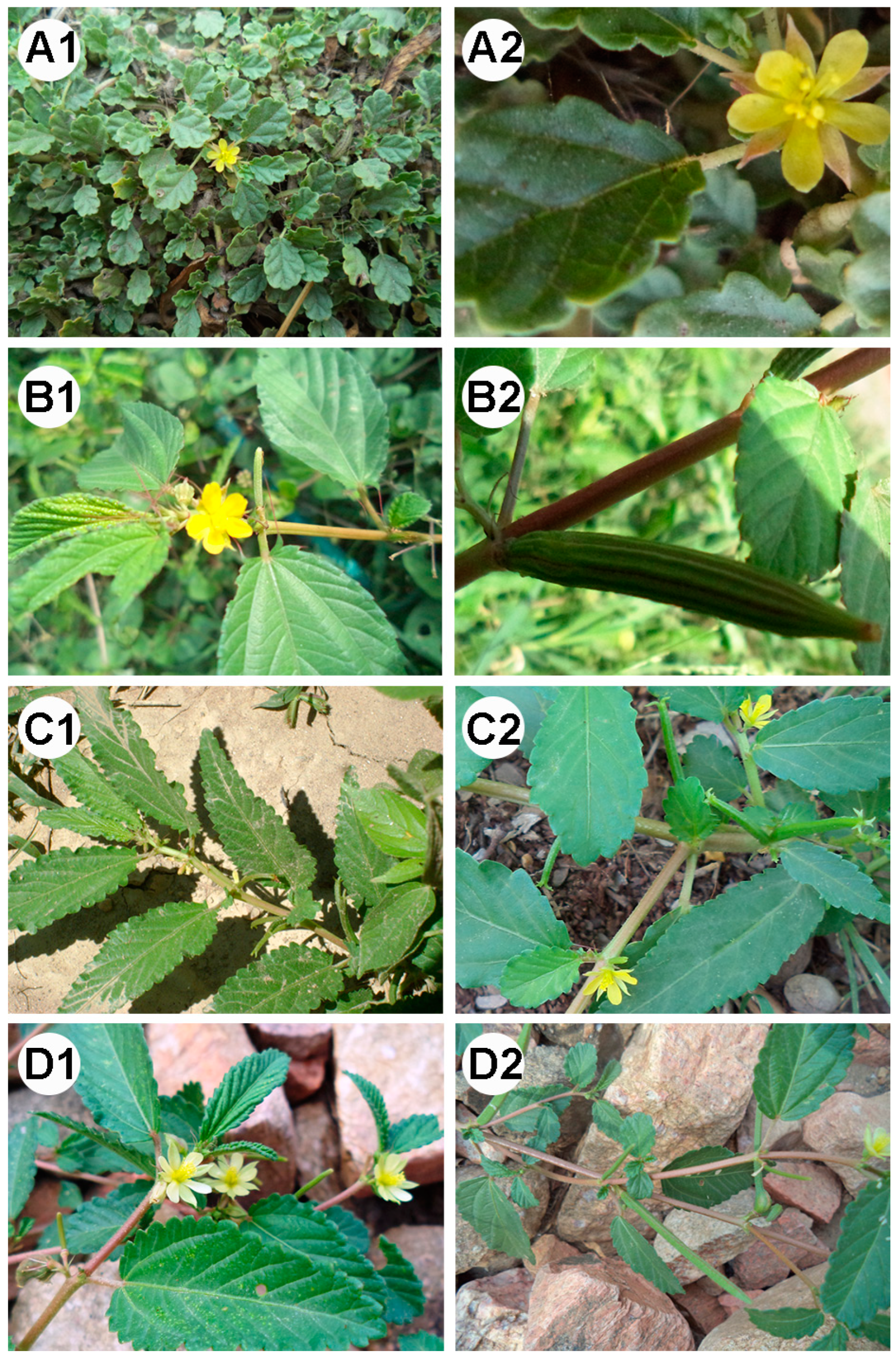 Diversity 17 00242 g004