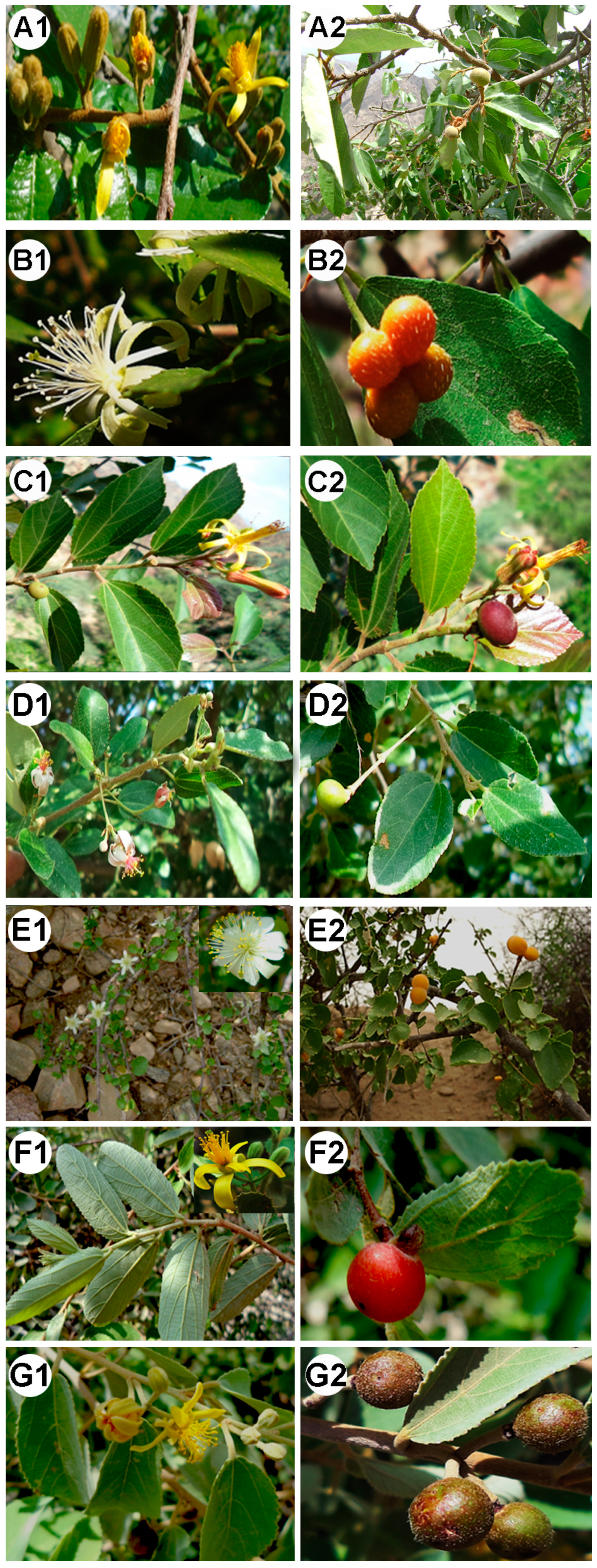 Flora and Phytochorology of Lahij Governorate of Yemen: 3