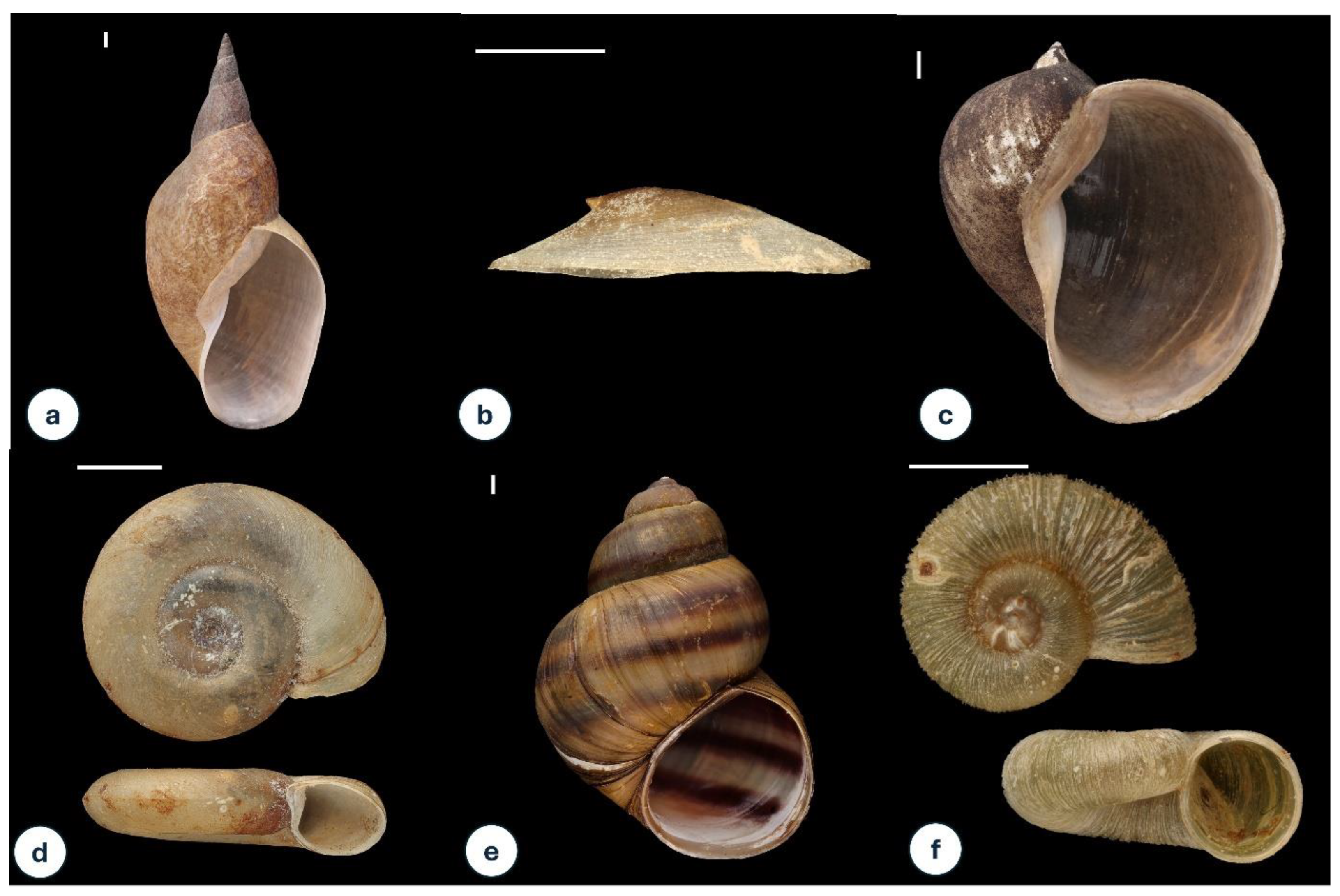 Diversity 17 00251 g004