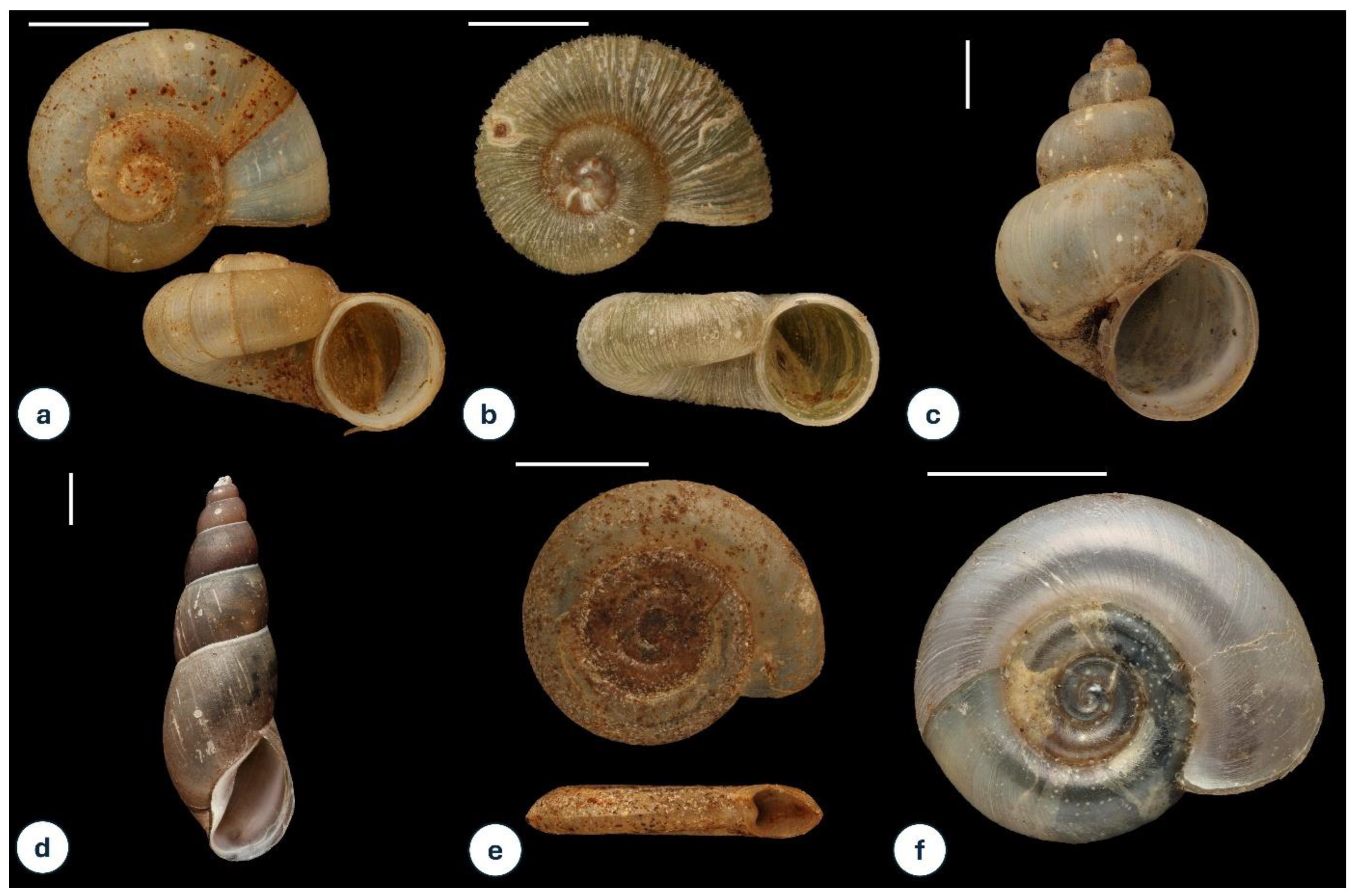 Diversity 17 00251 g007