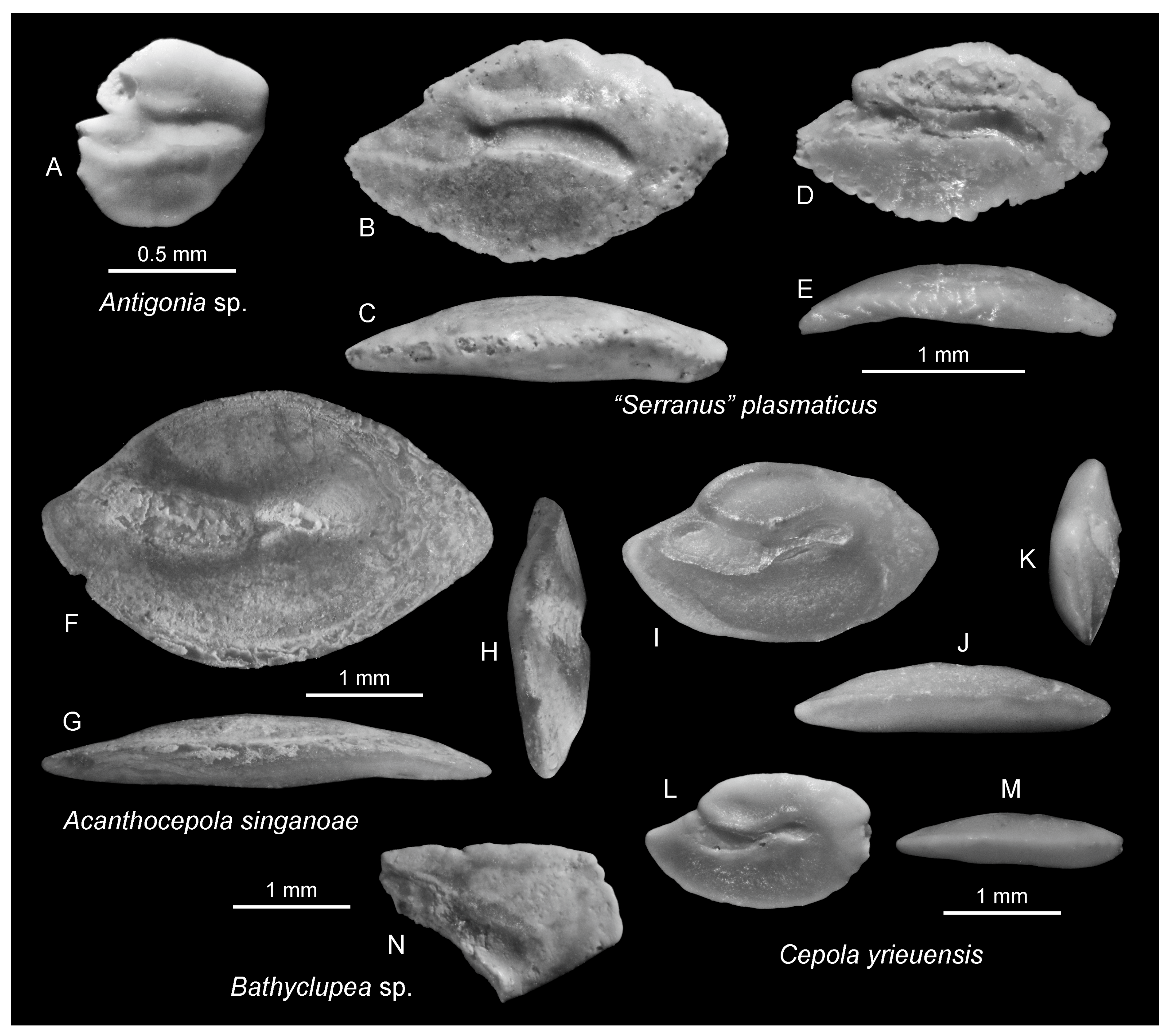 Diversity 17 00255 g004