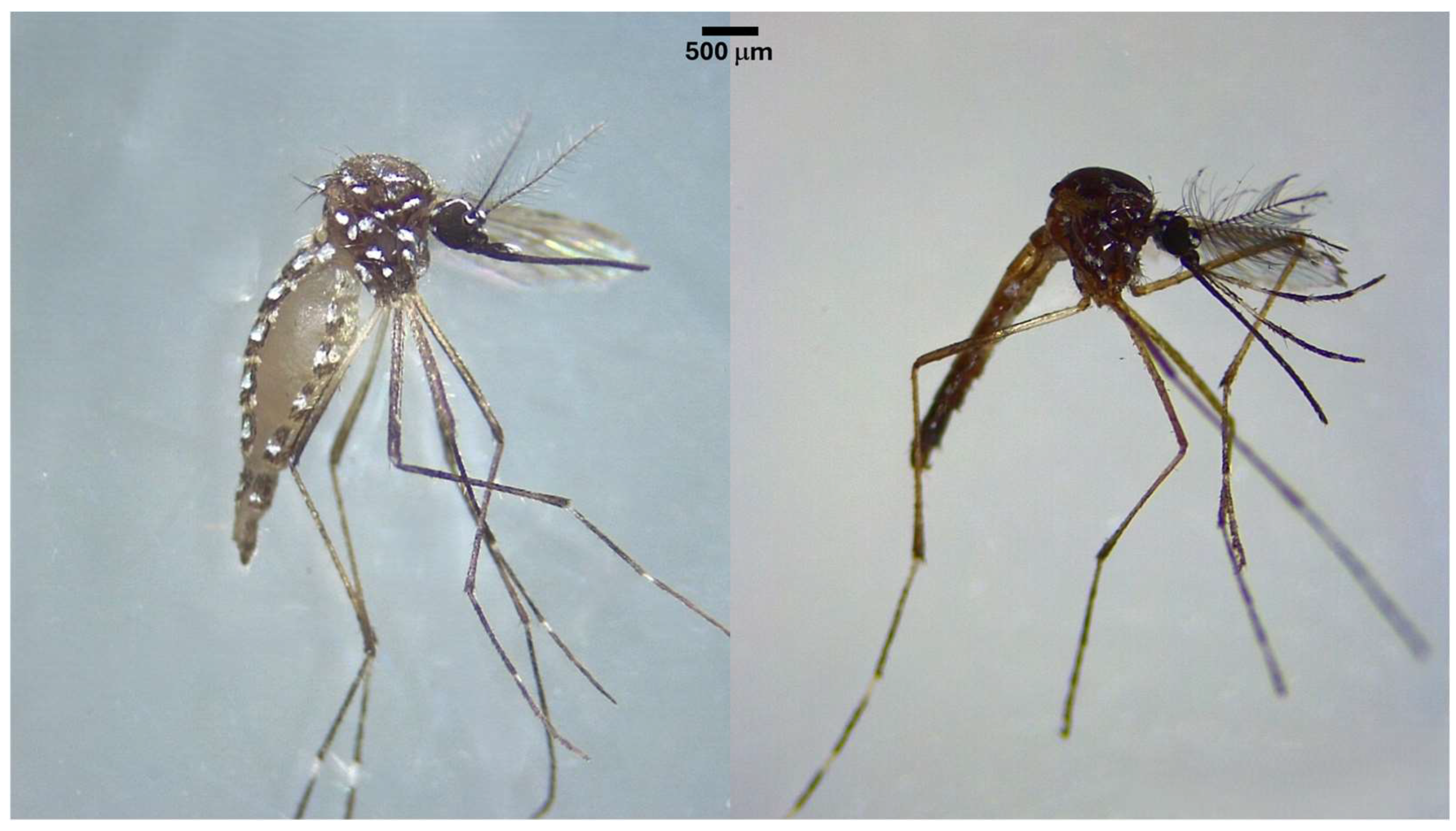 Diversity 17 00257 g002