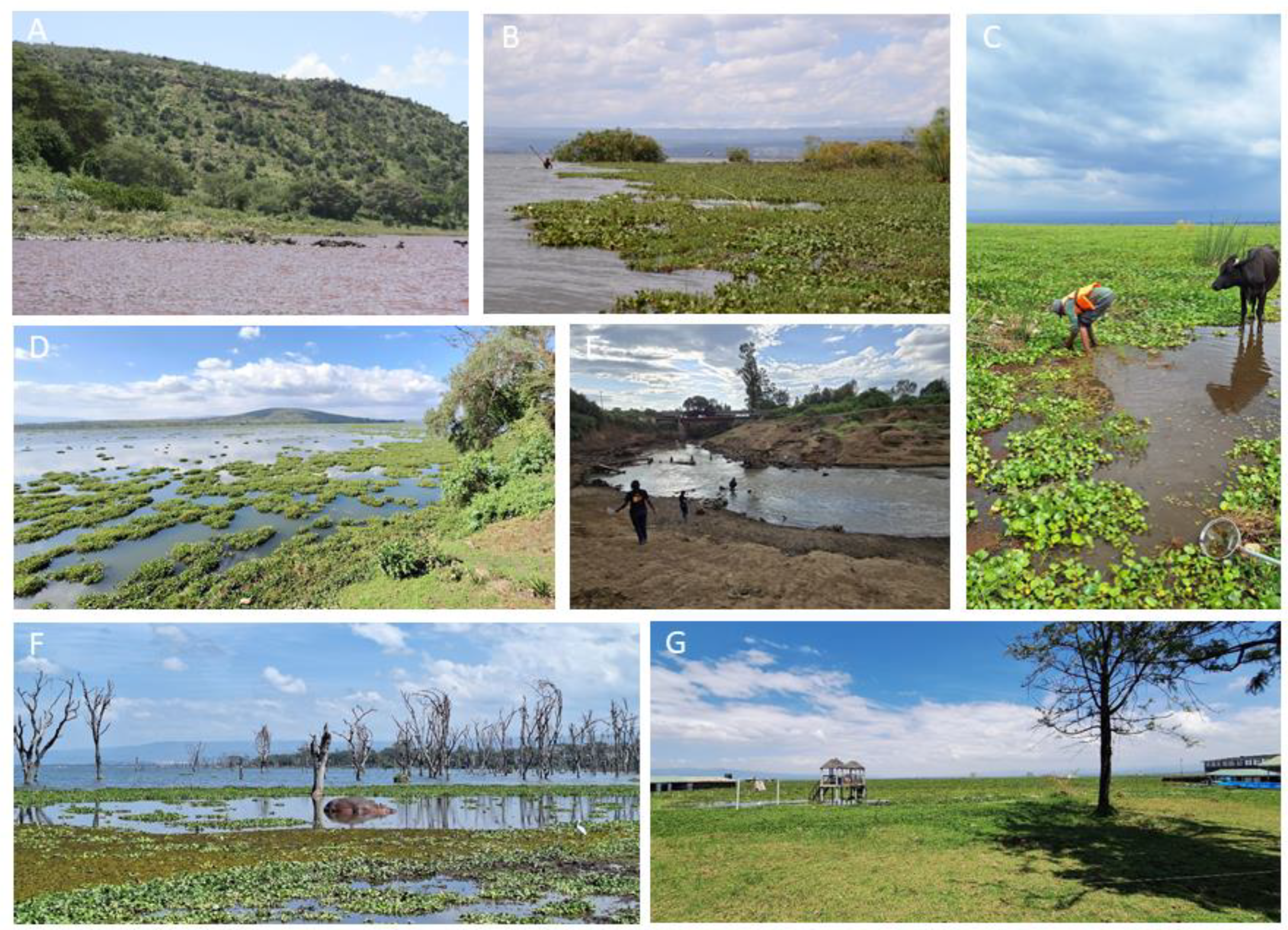 Diversity 17 00265 g002