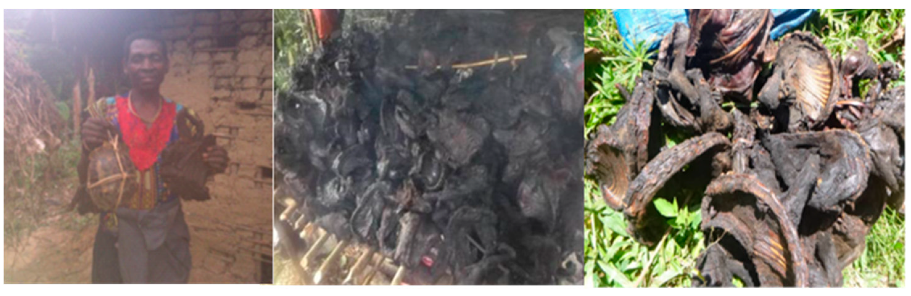 Diversity 17 00270 g003