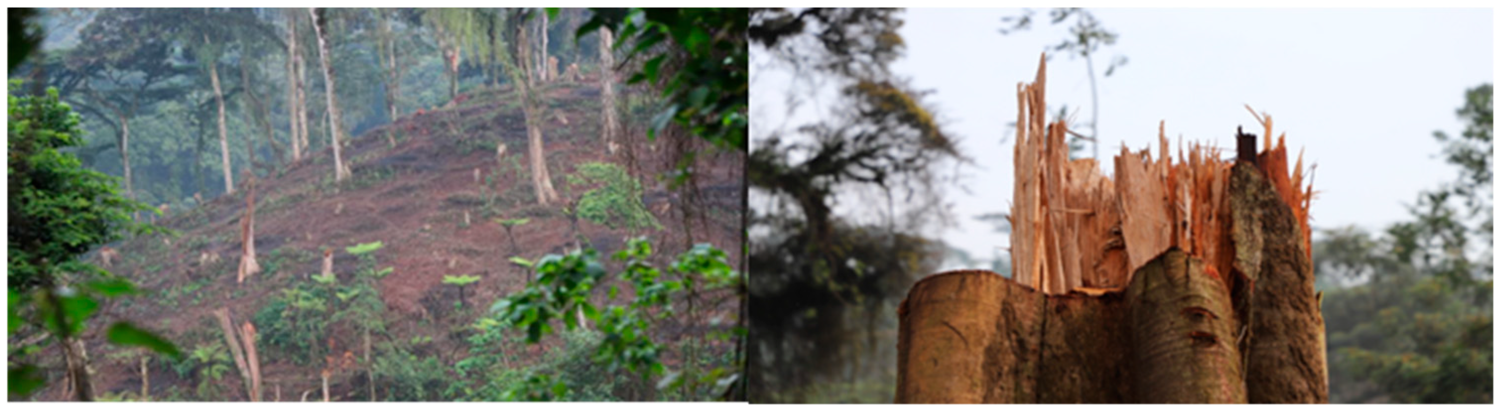 Diversity 17 00270 g005