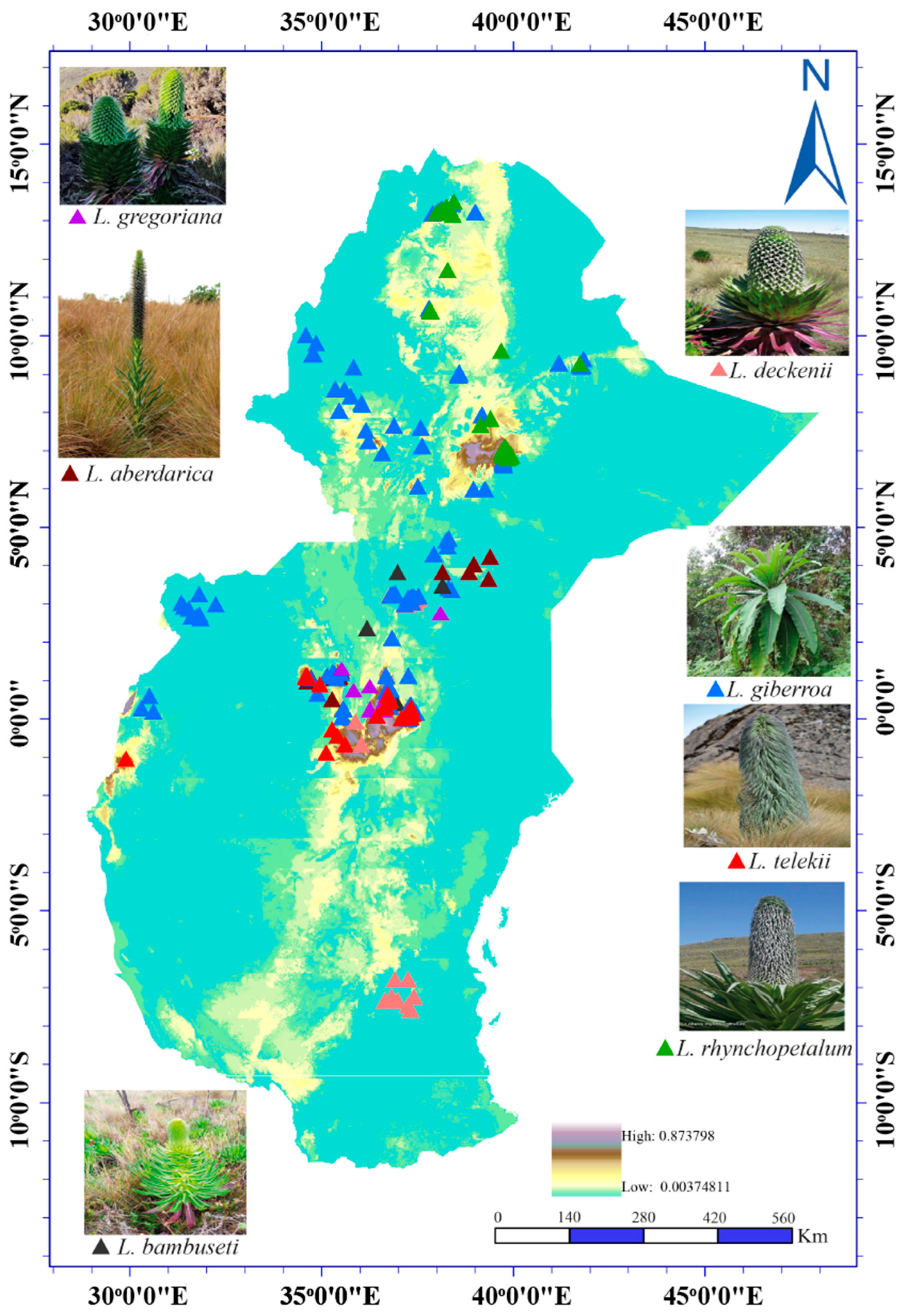 Variations in Impacts of Climate Change on Giant Lobelia