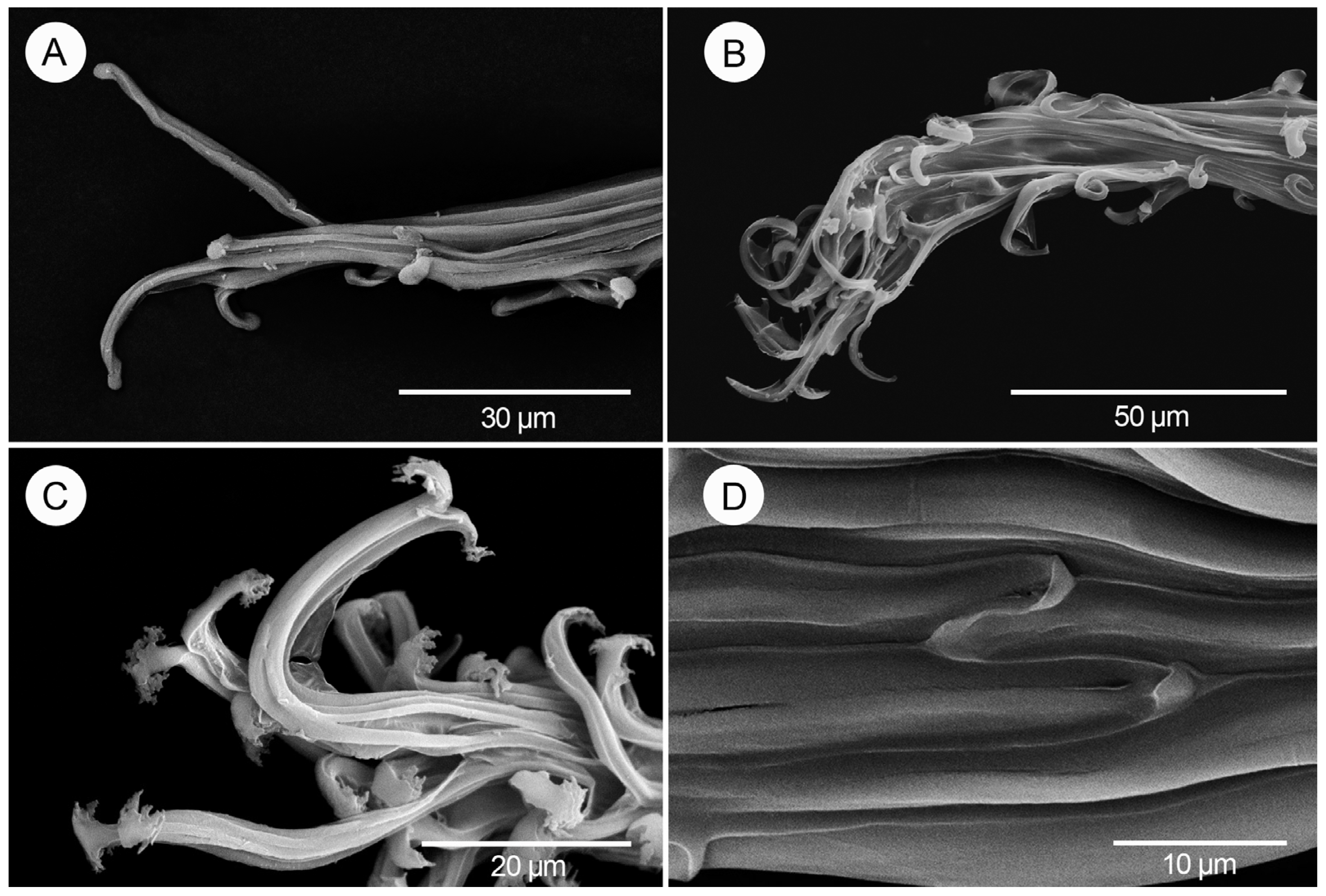 Diversity 17 00280 g004