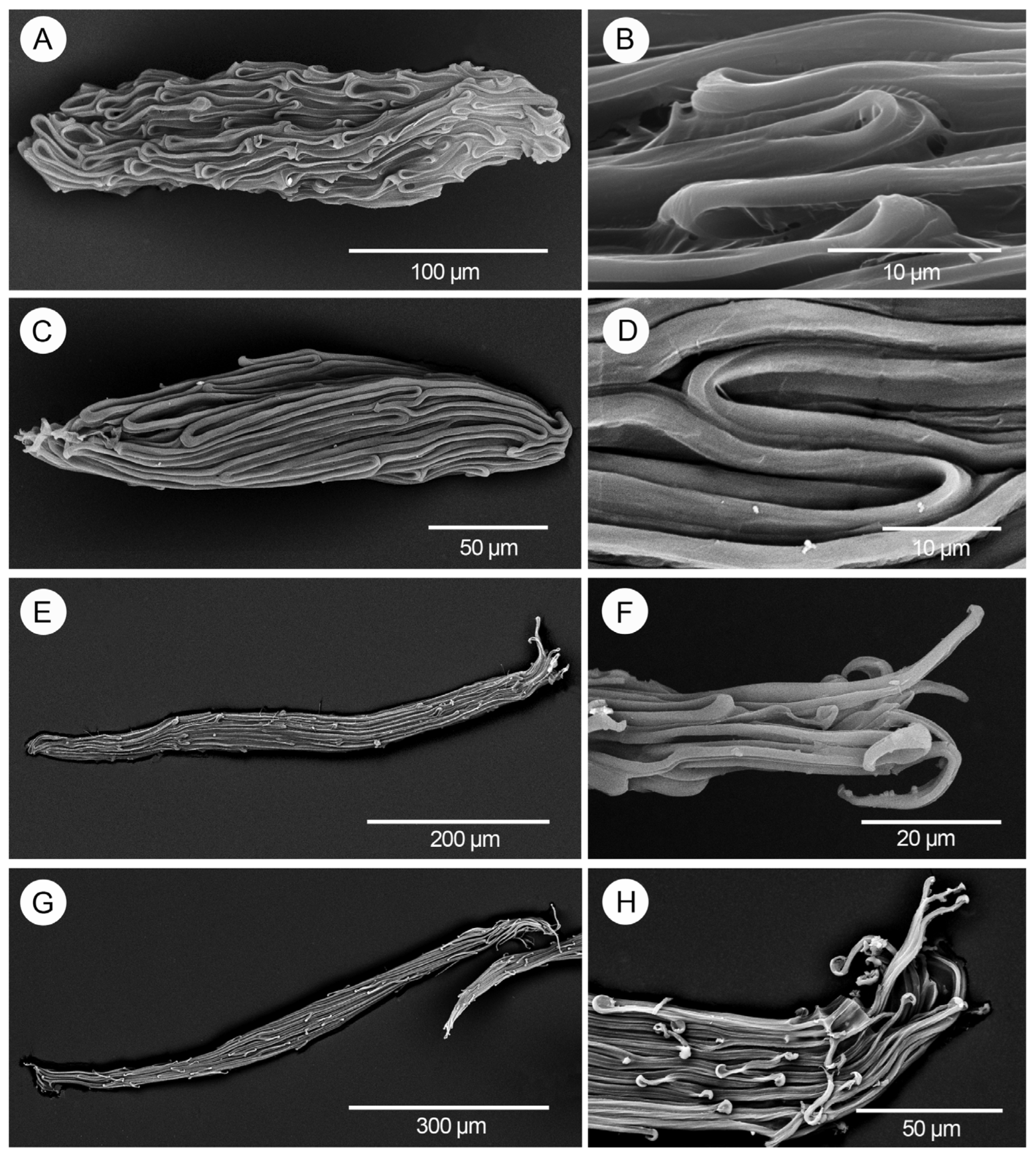 Diversity 17 00280 g005
