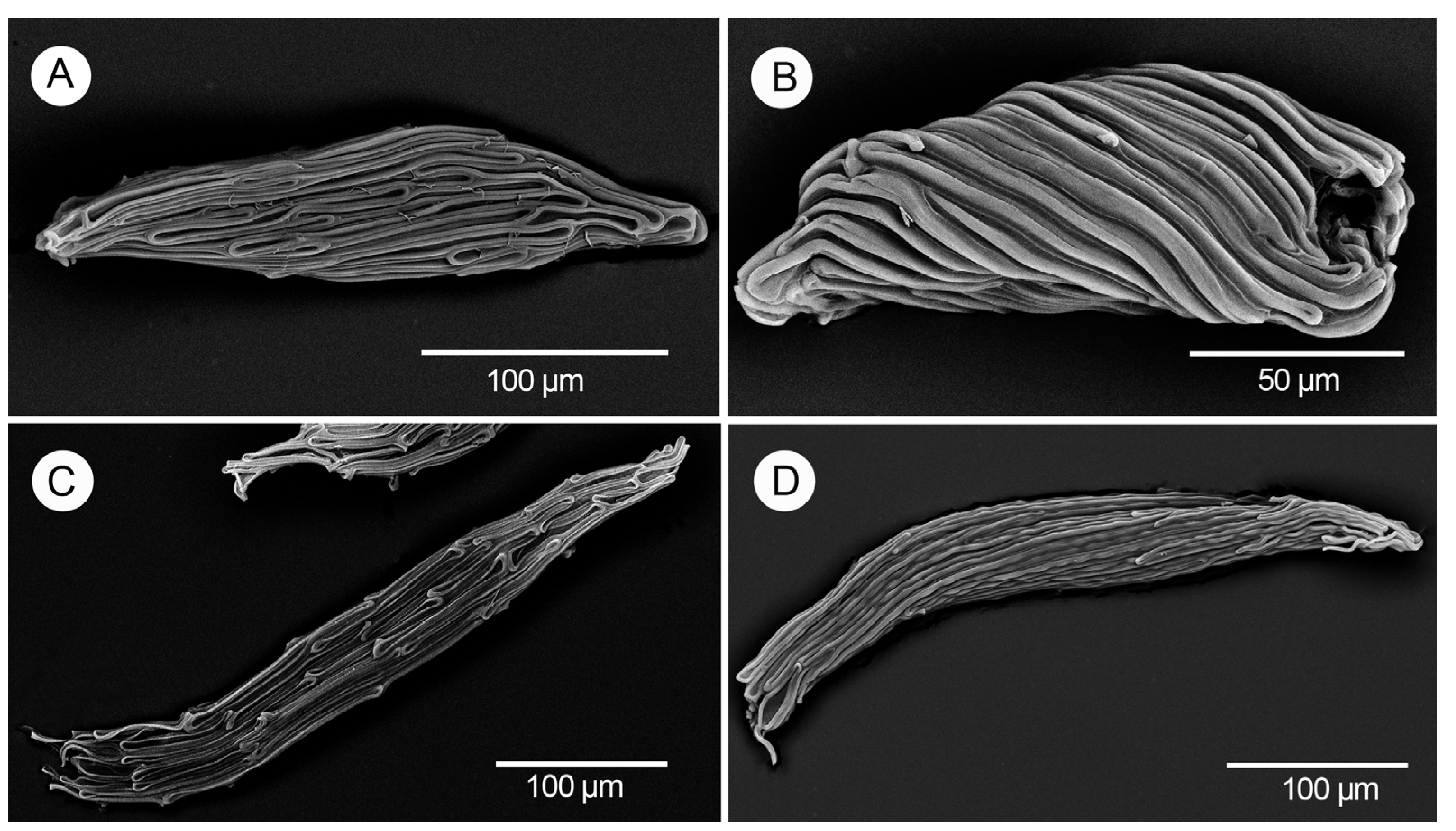 Diversity 17 00280 g007