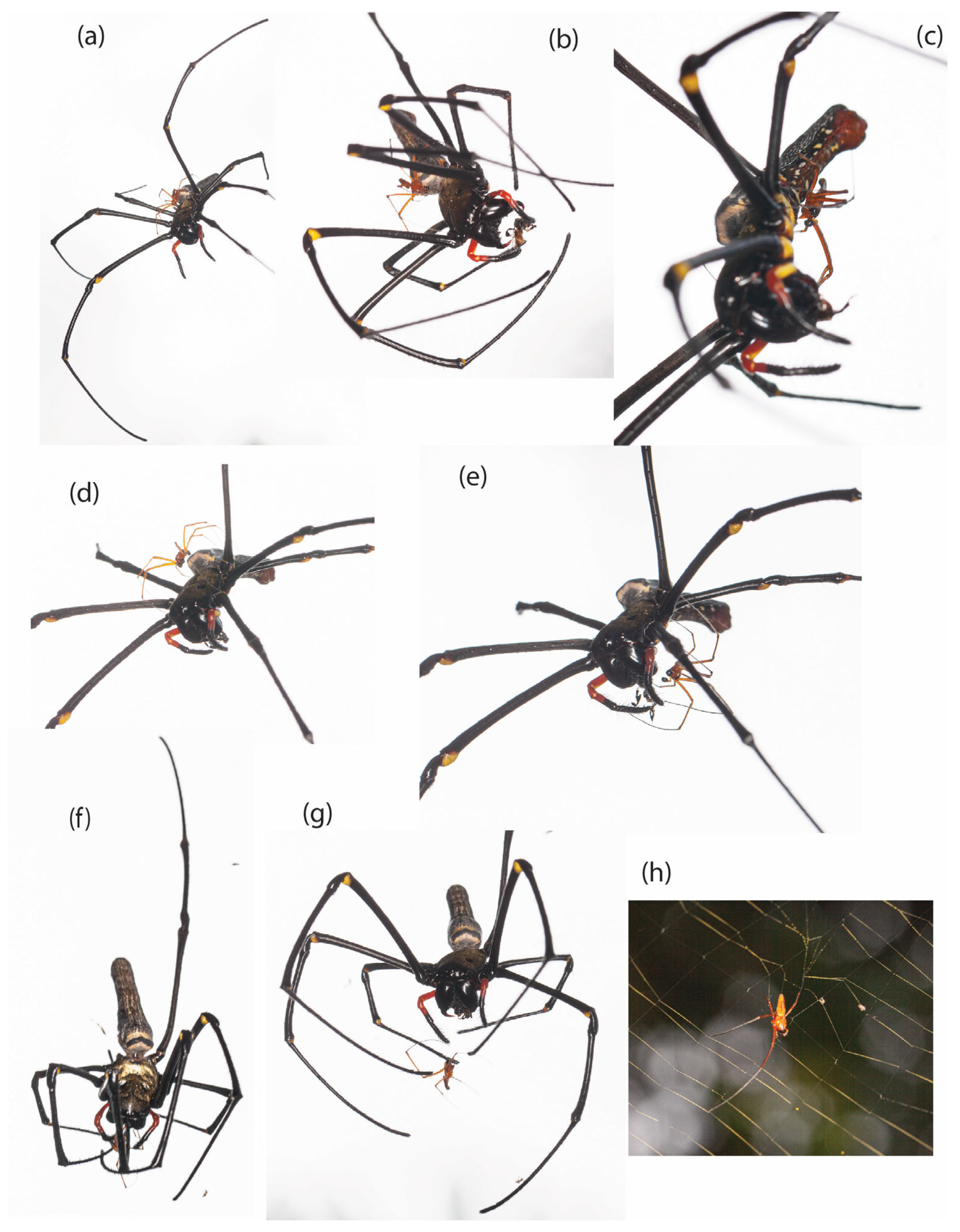 Diversity 17 00281 g001