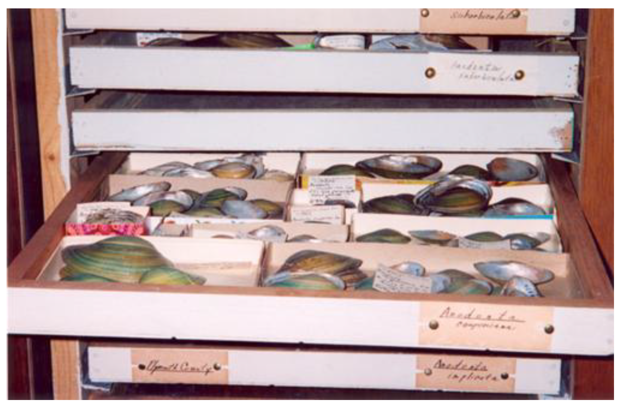 Diversity 17 00284 g005