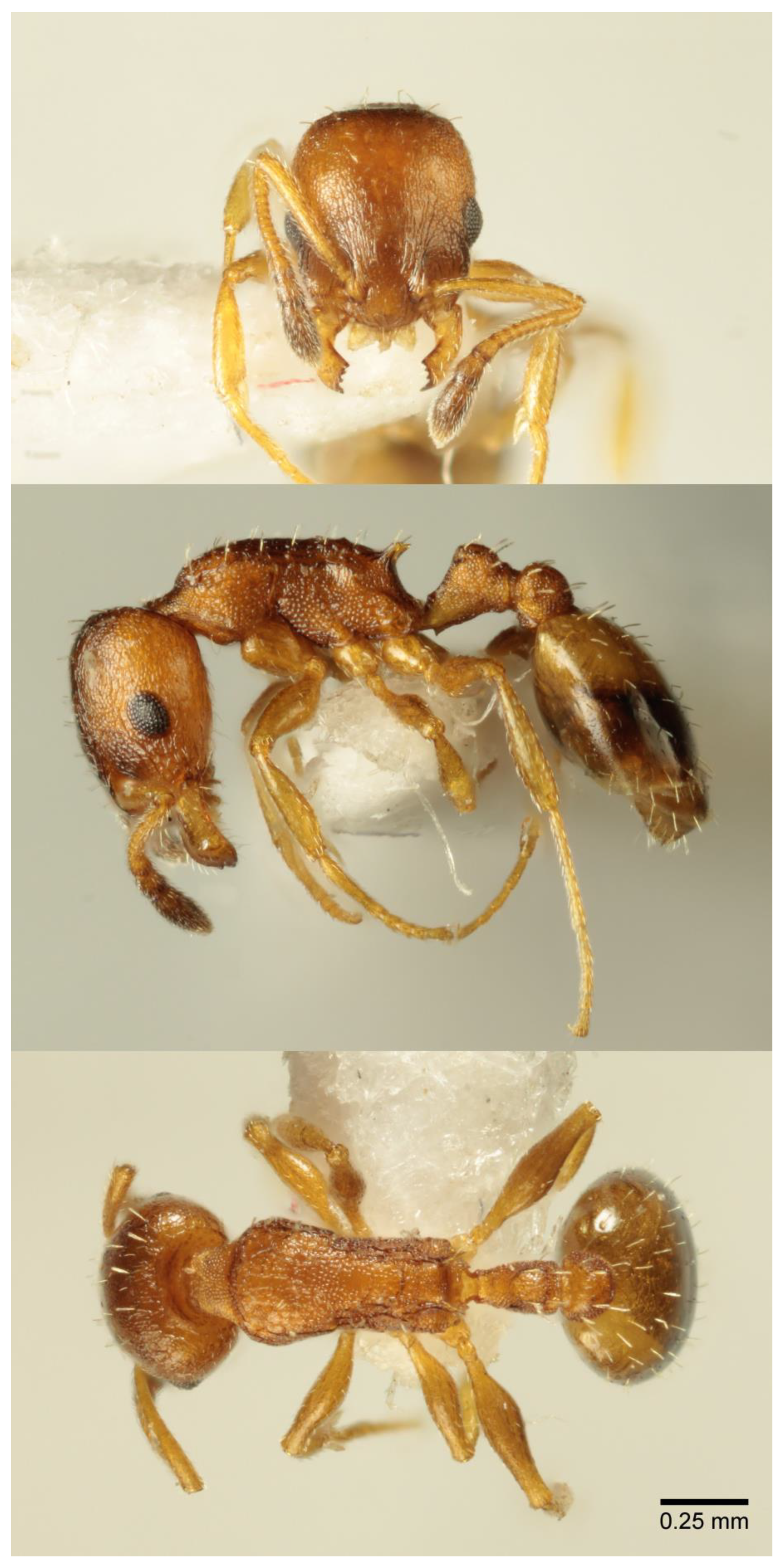 Diversity 17 00294 g005