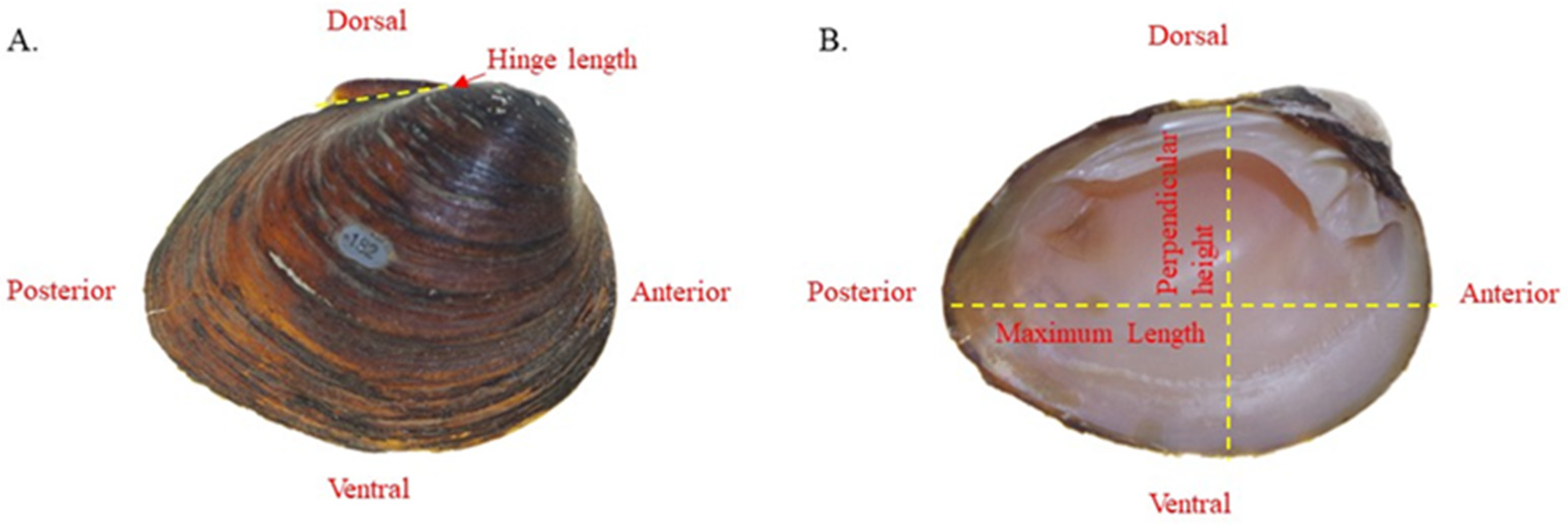 Diversity 17 00298 g002